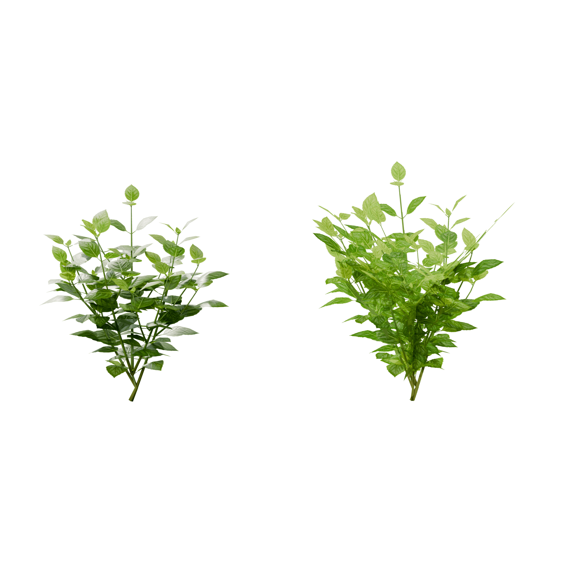 Basil, Both versions