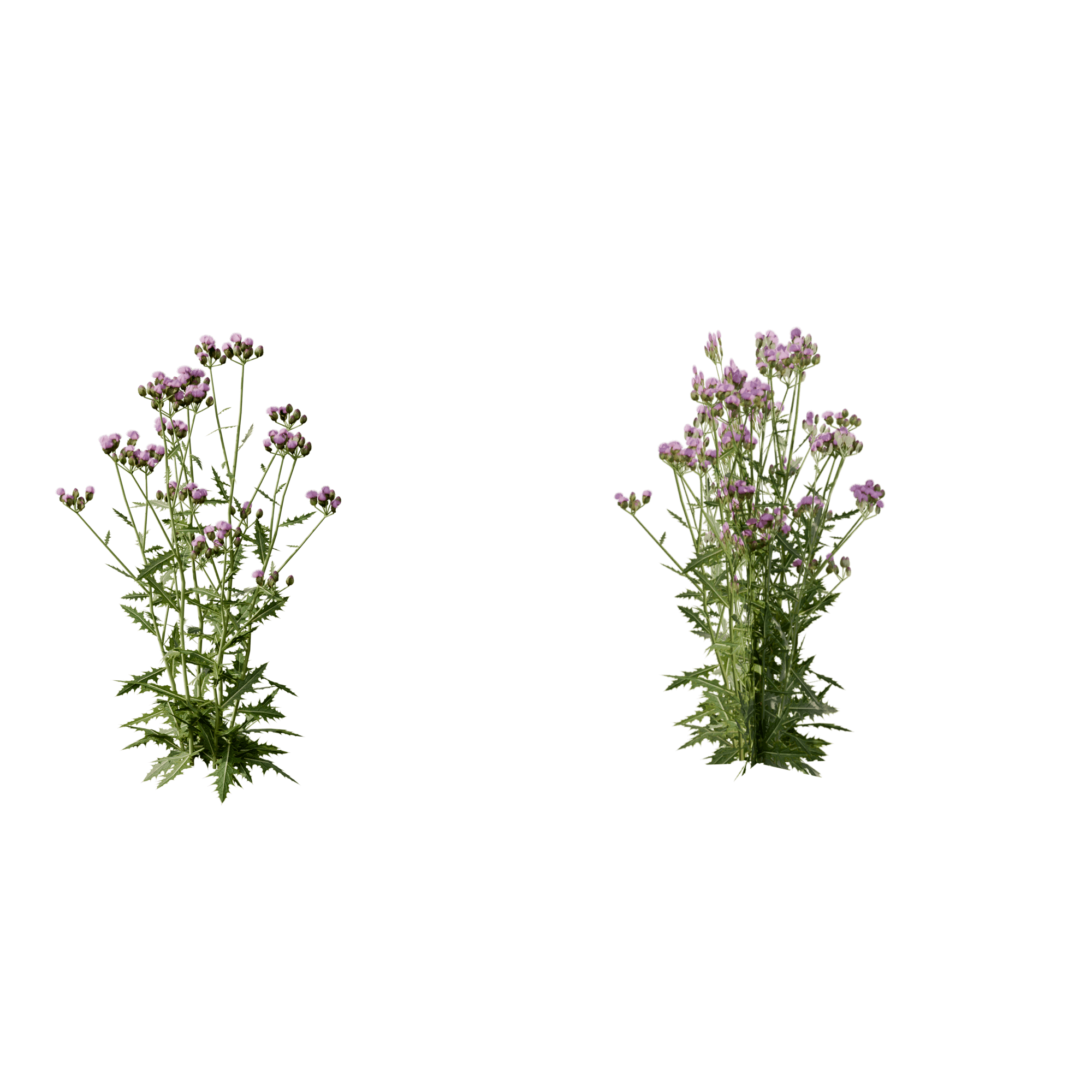 Creeping Thistle, Both versions