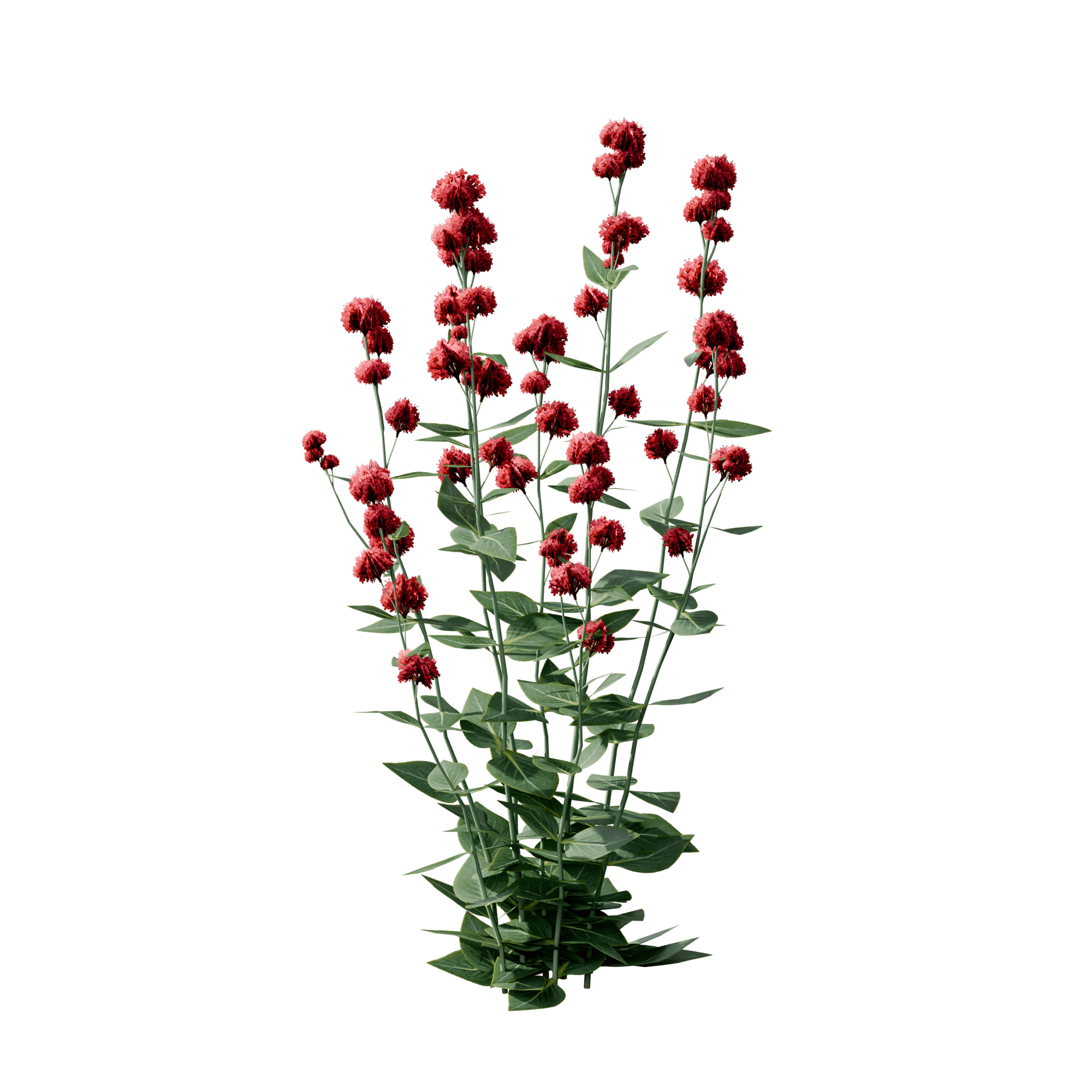 Red Valerian (Centranthus ruber), 3D plant