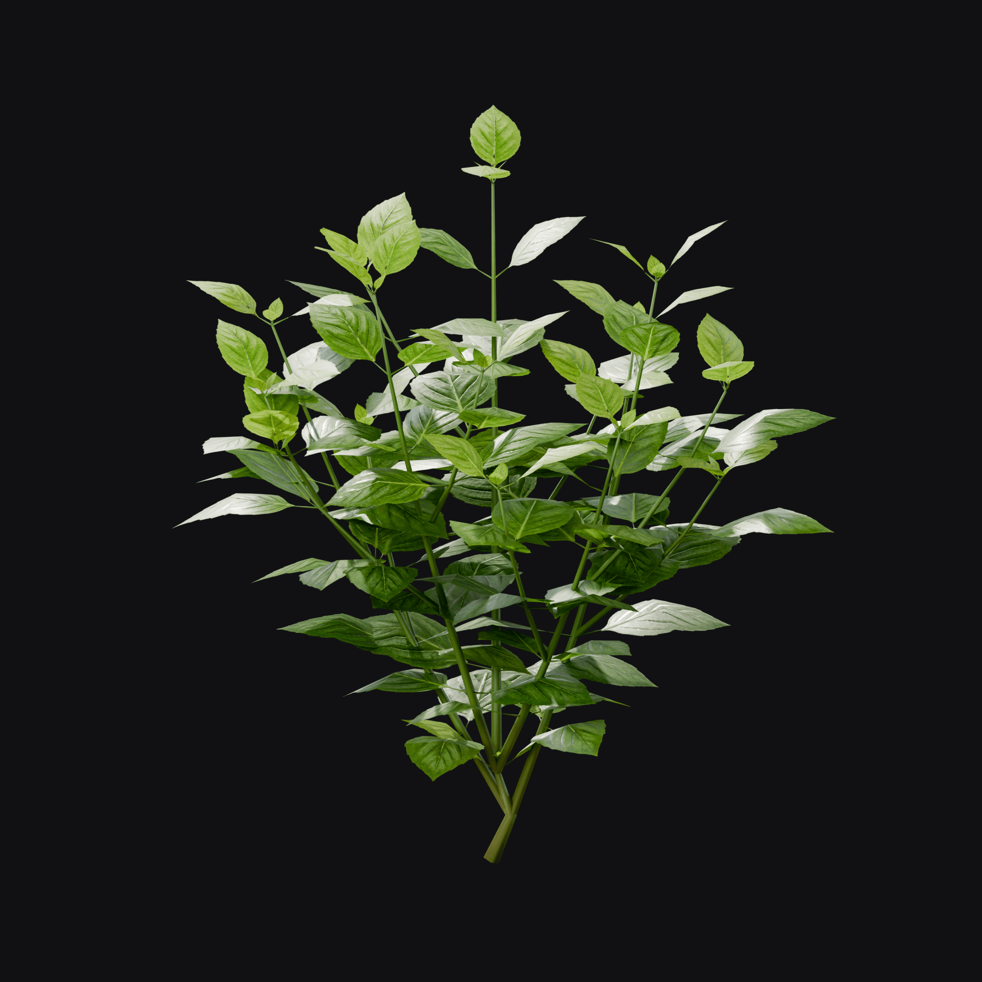 Basil, free Blender 3D model render