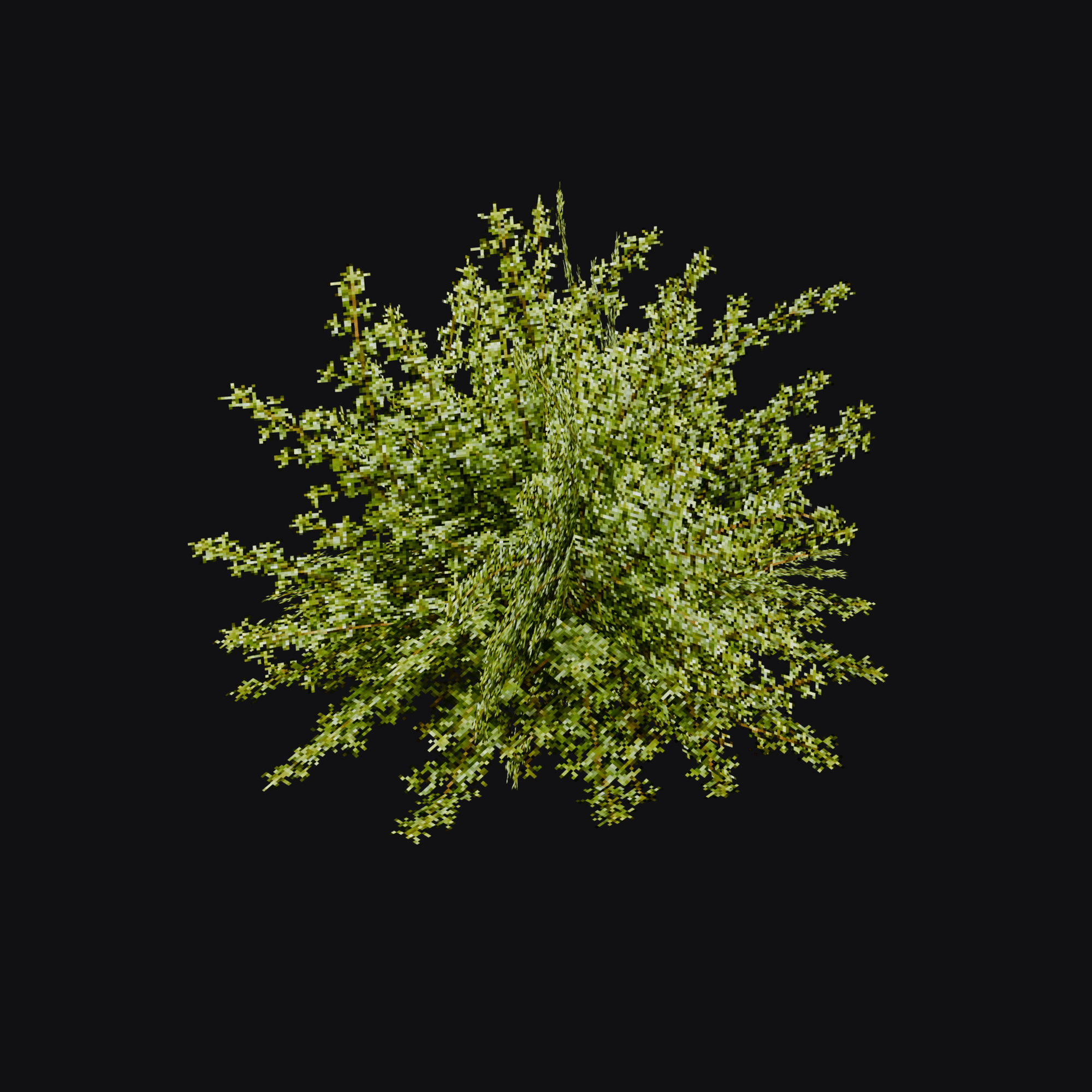Bedstraw 01
