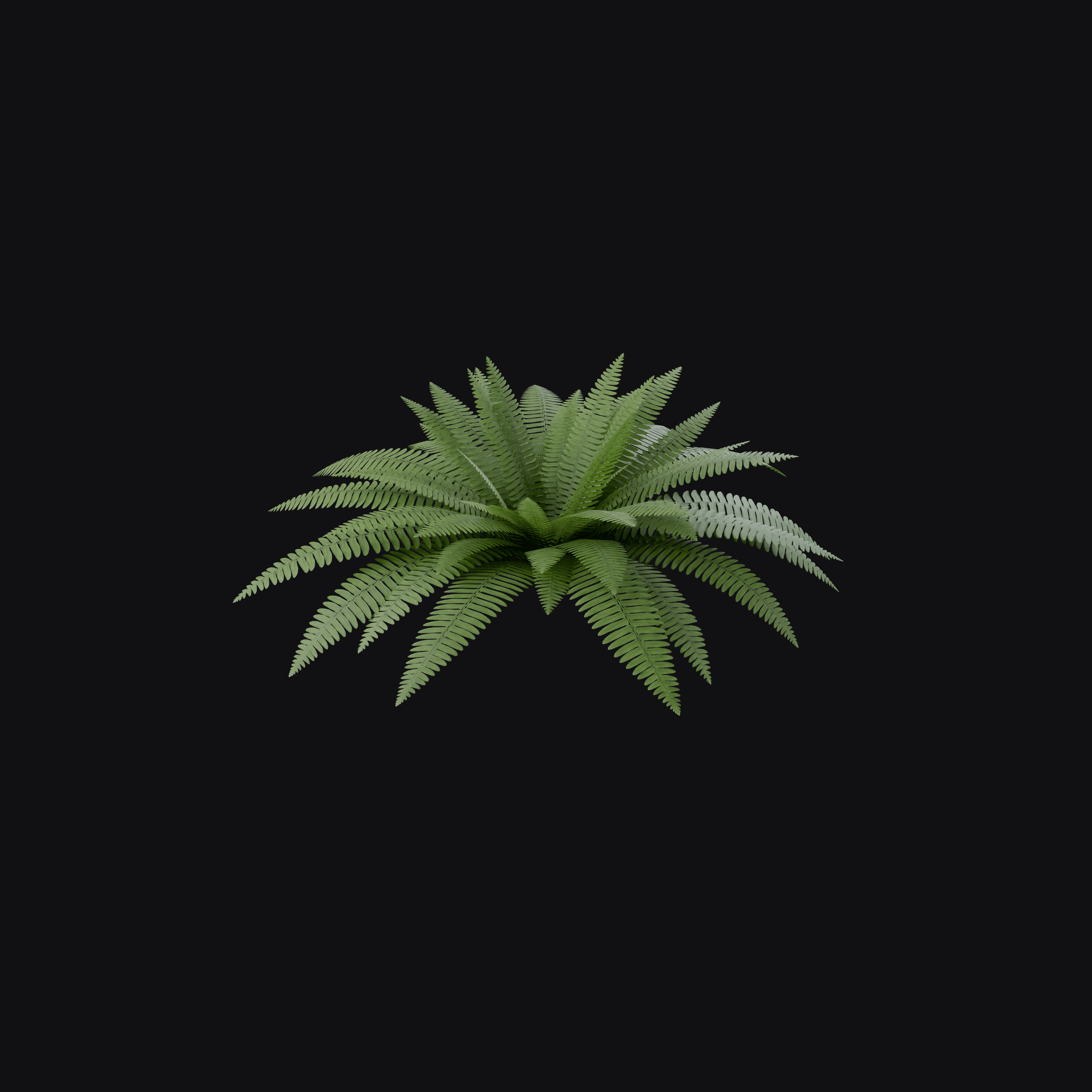 Boston Fern (Nephrolepis exaltata)