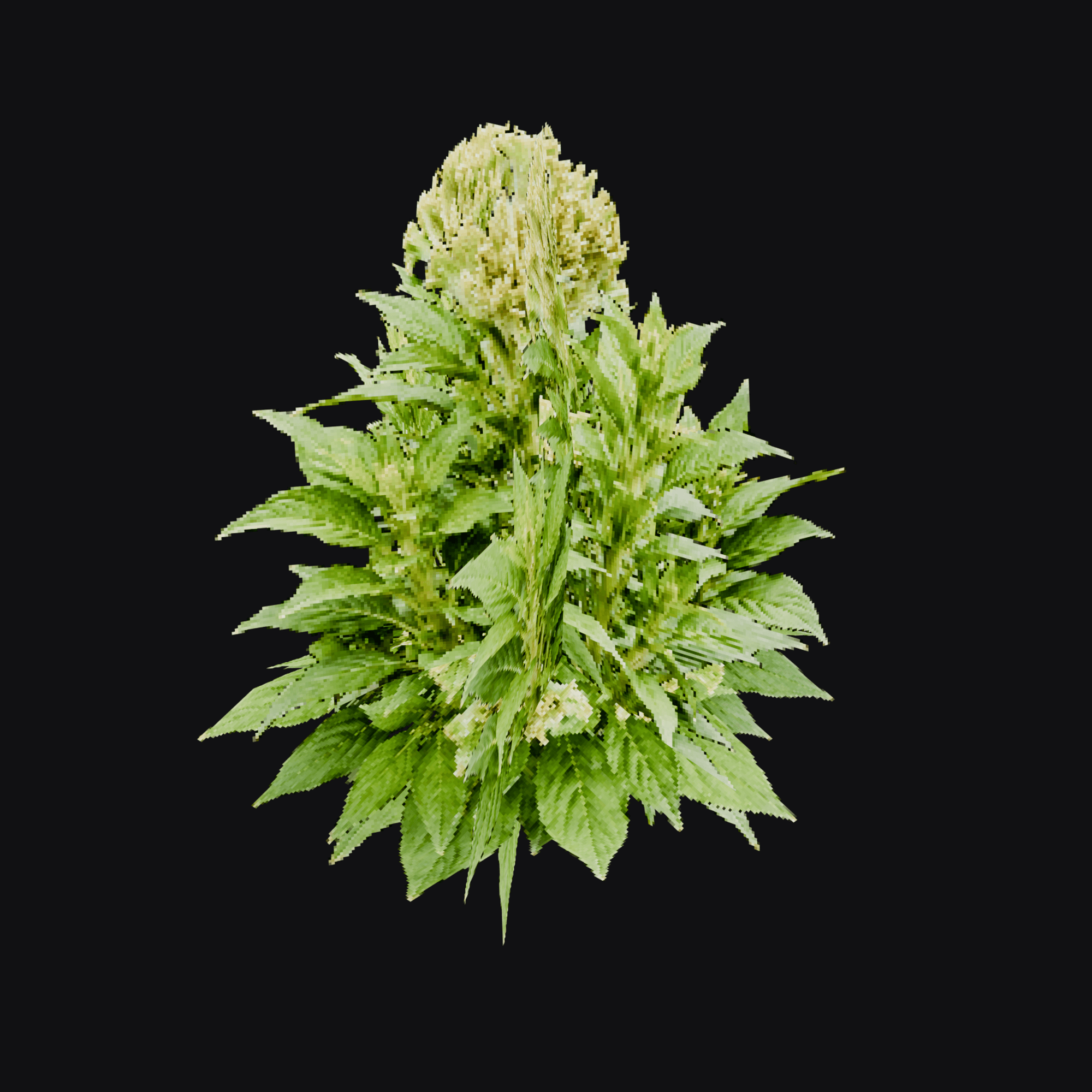 Celosia 01