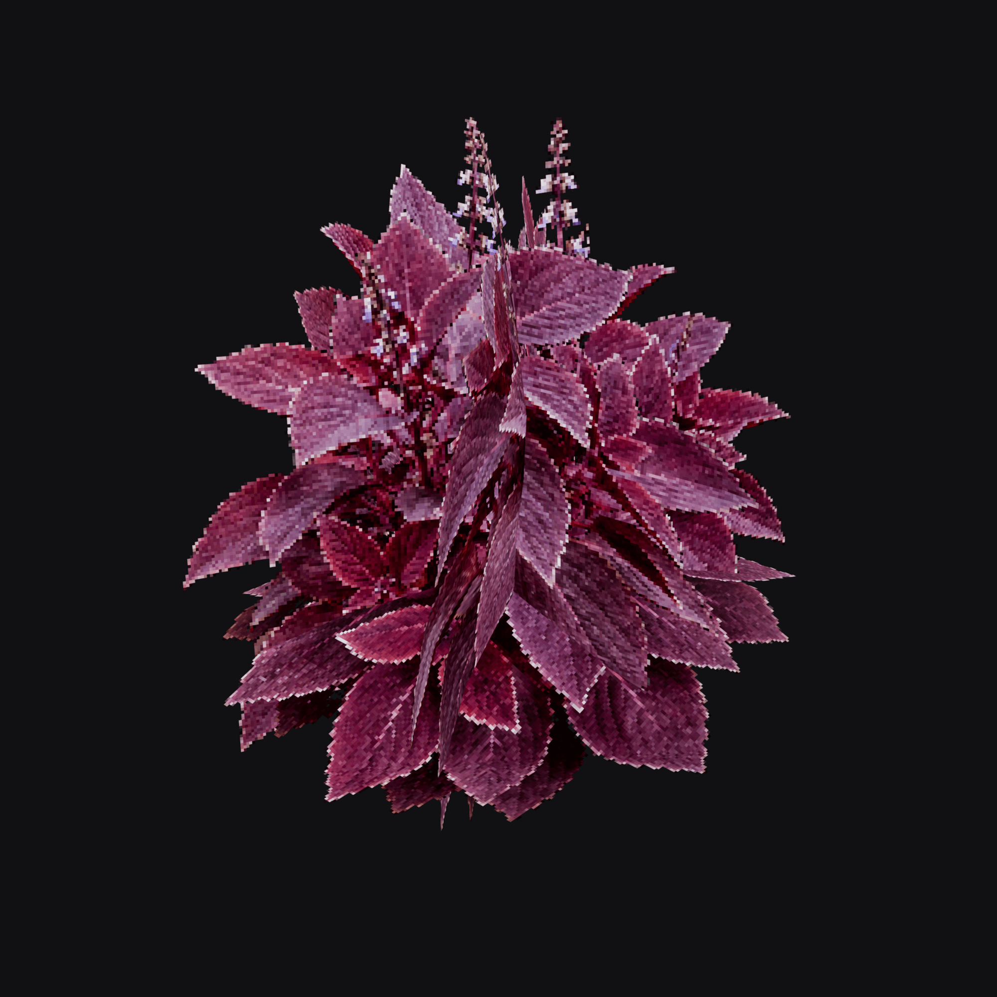 Coleus 01