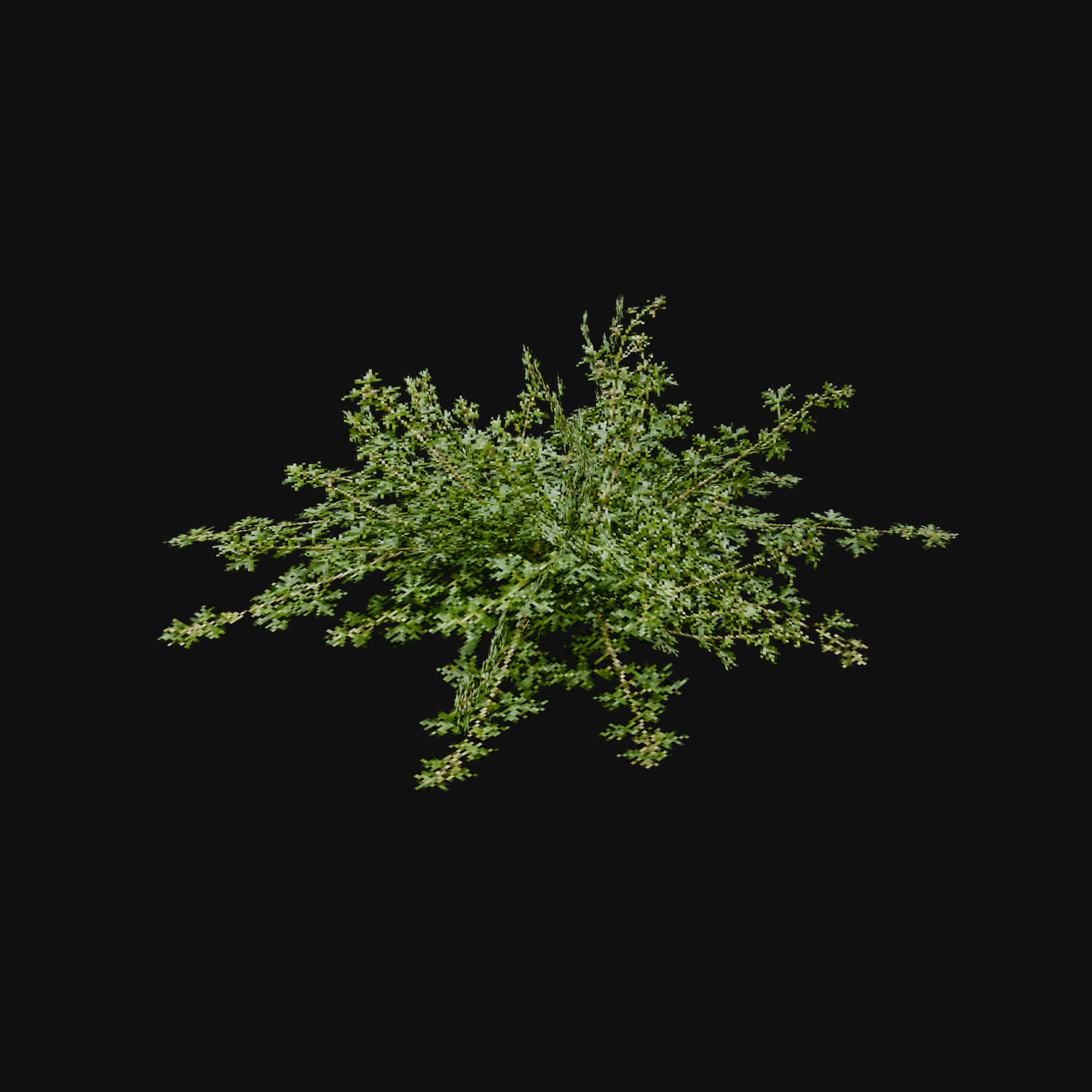 Cranesbill 01