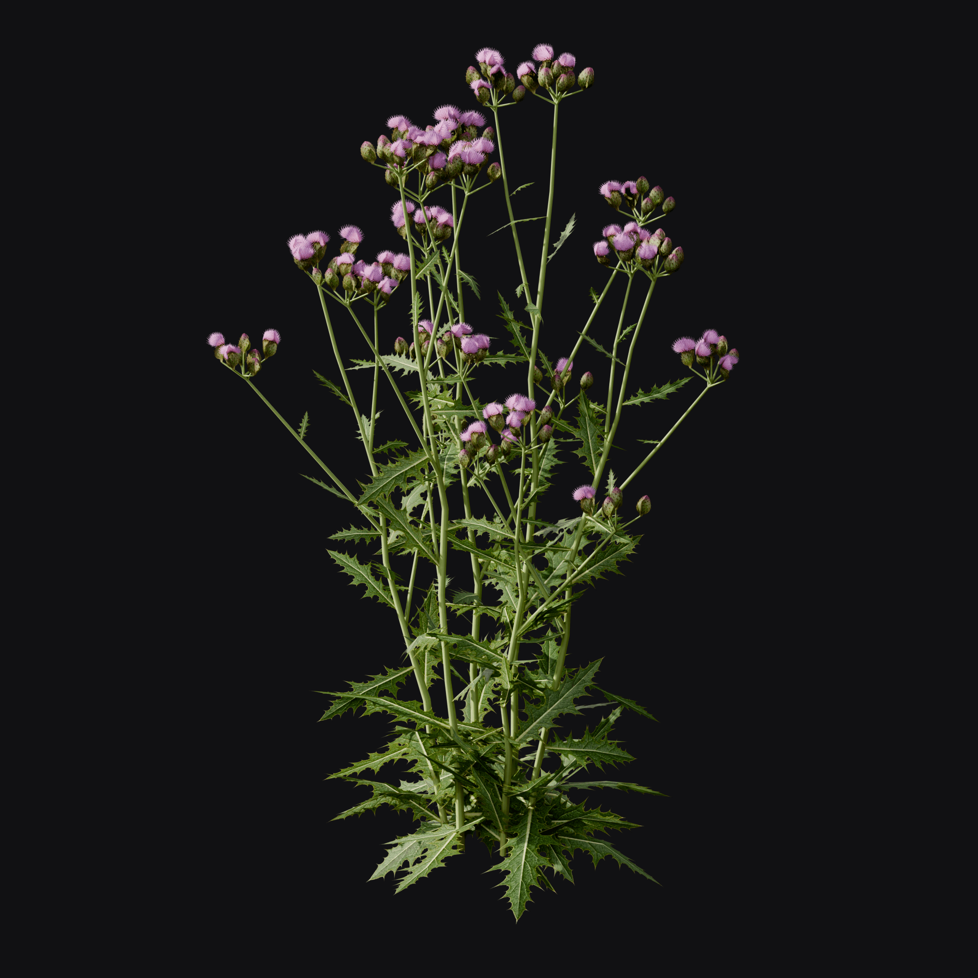Creeping Thistle, free Blender 3D model render