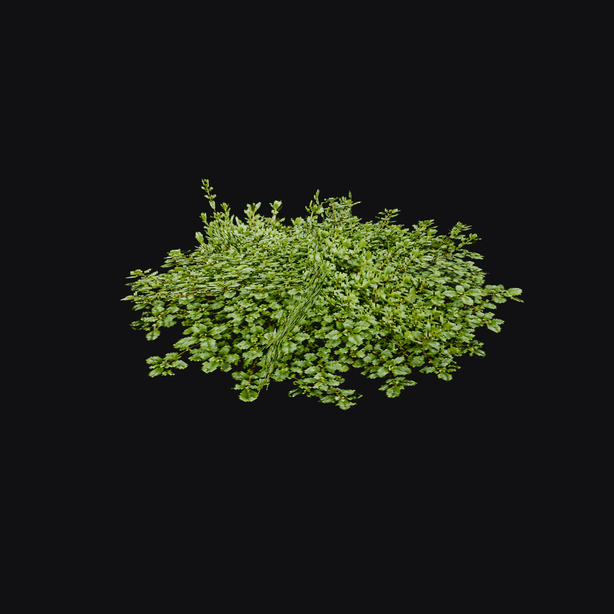 Creeping Thyme 01