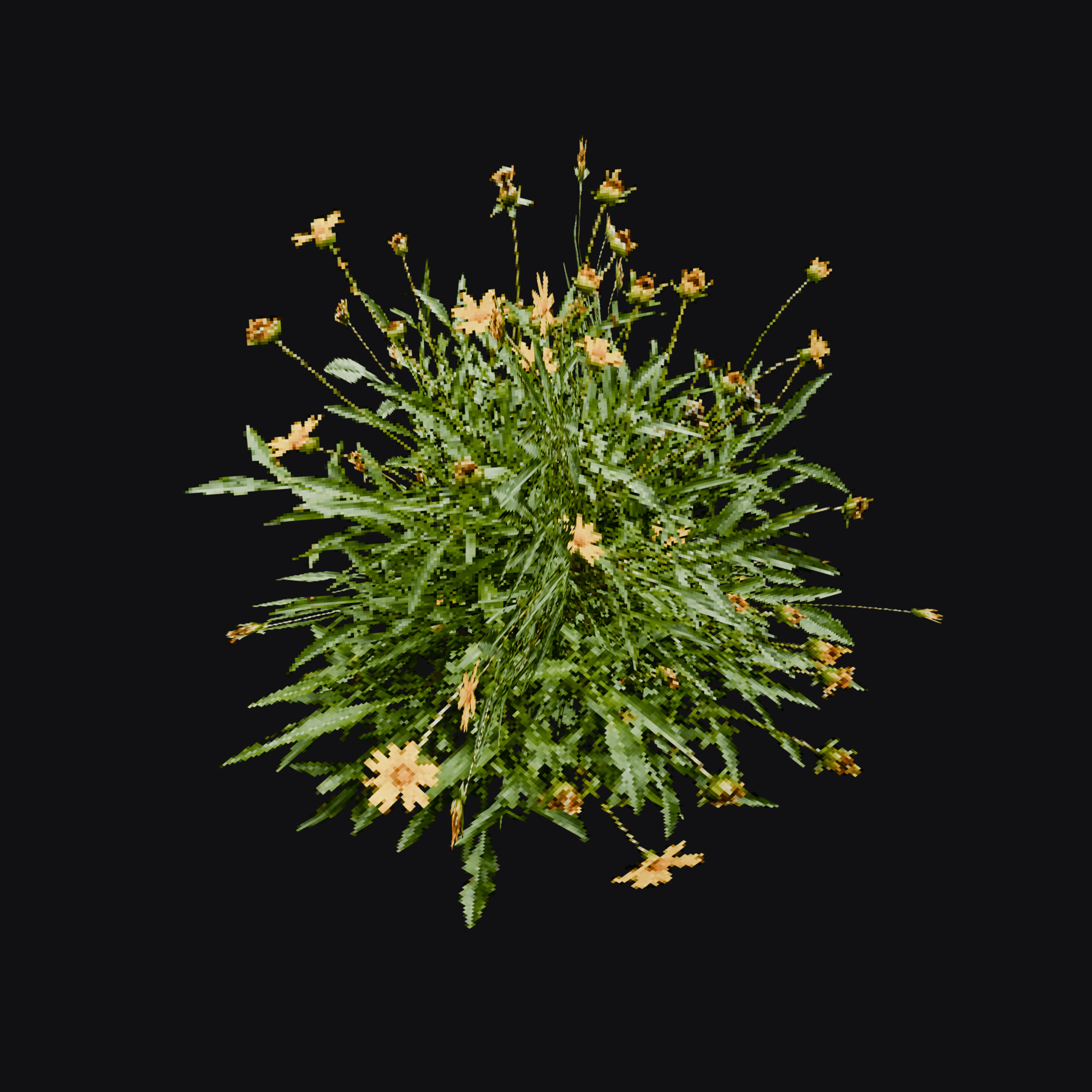Creeping Zinnia 01