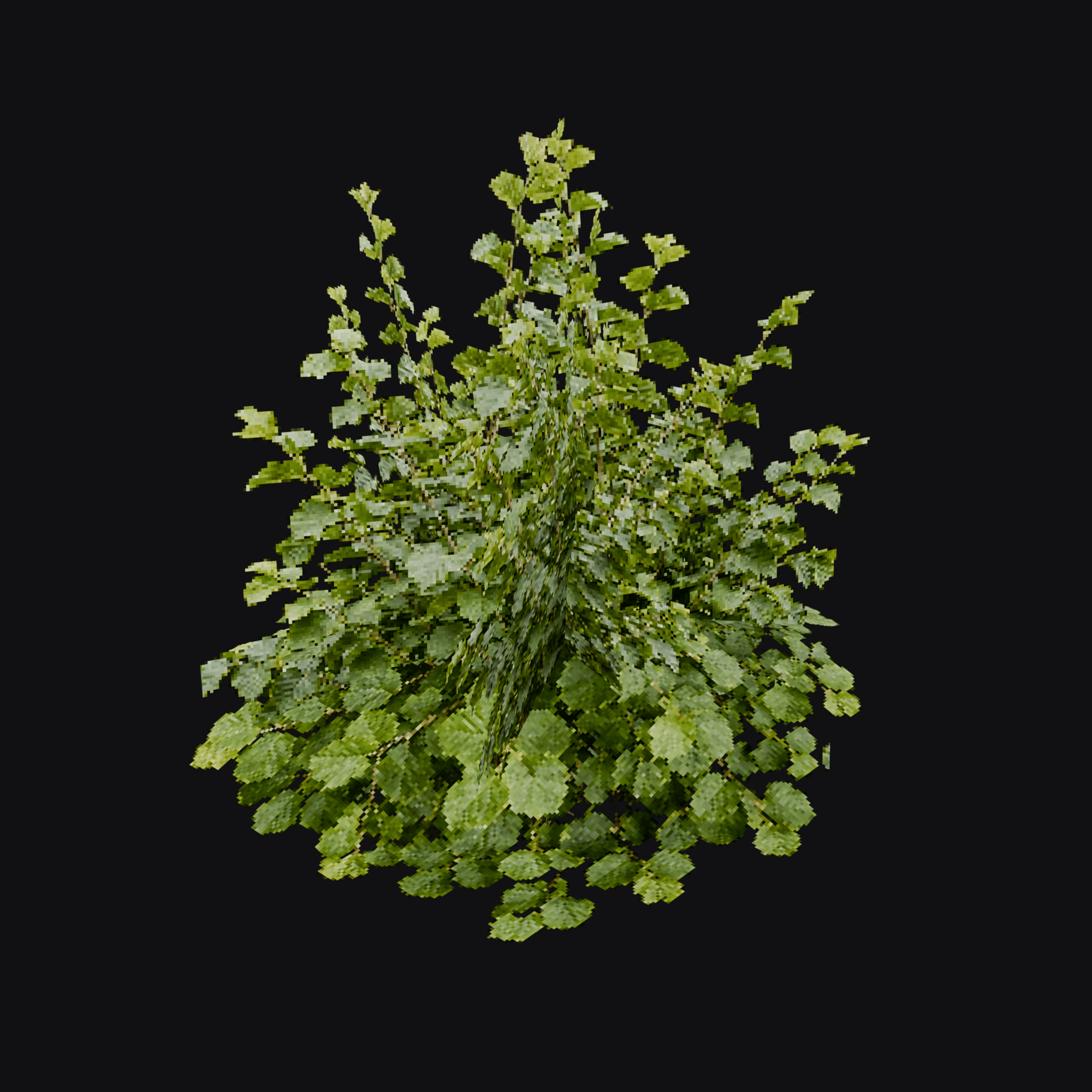 Currant Bush 01
