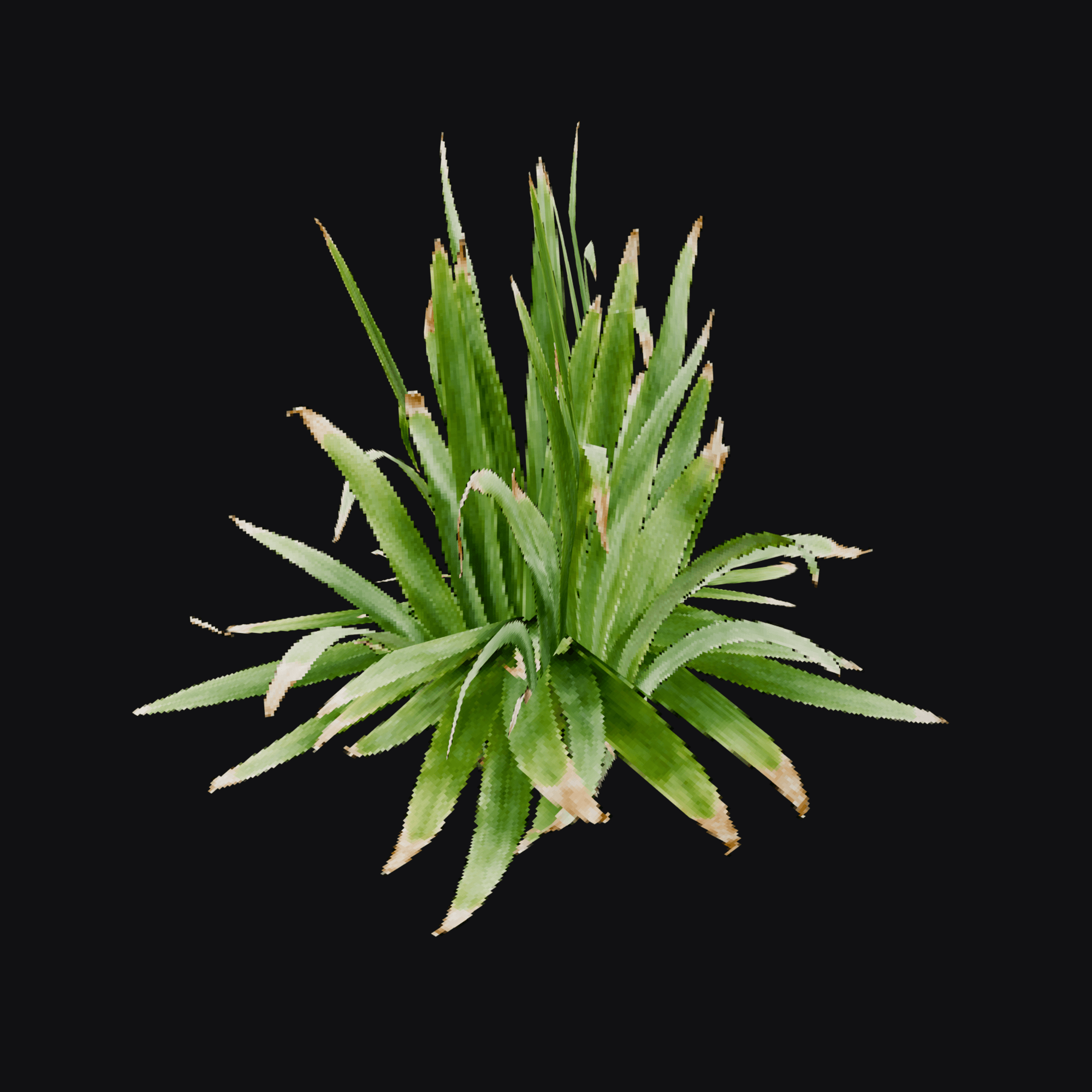 Daylily 01