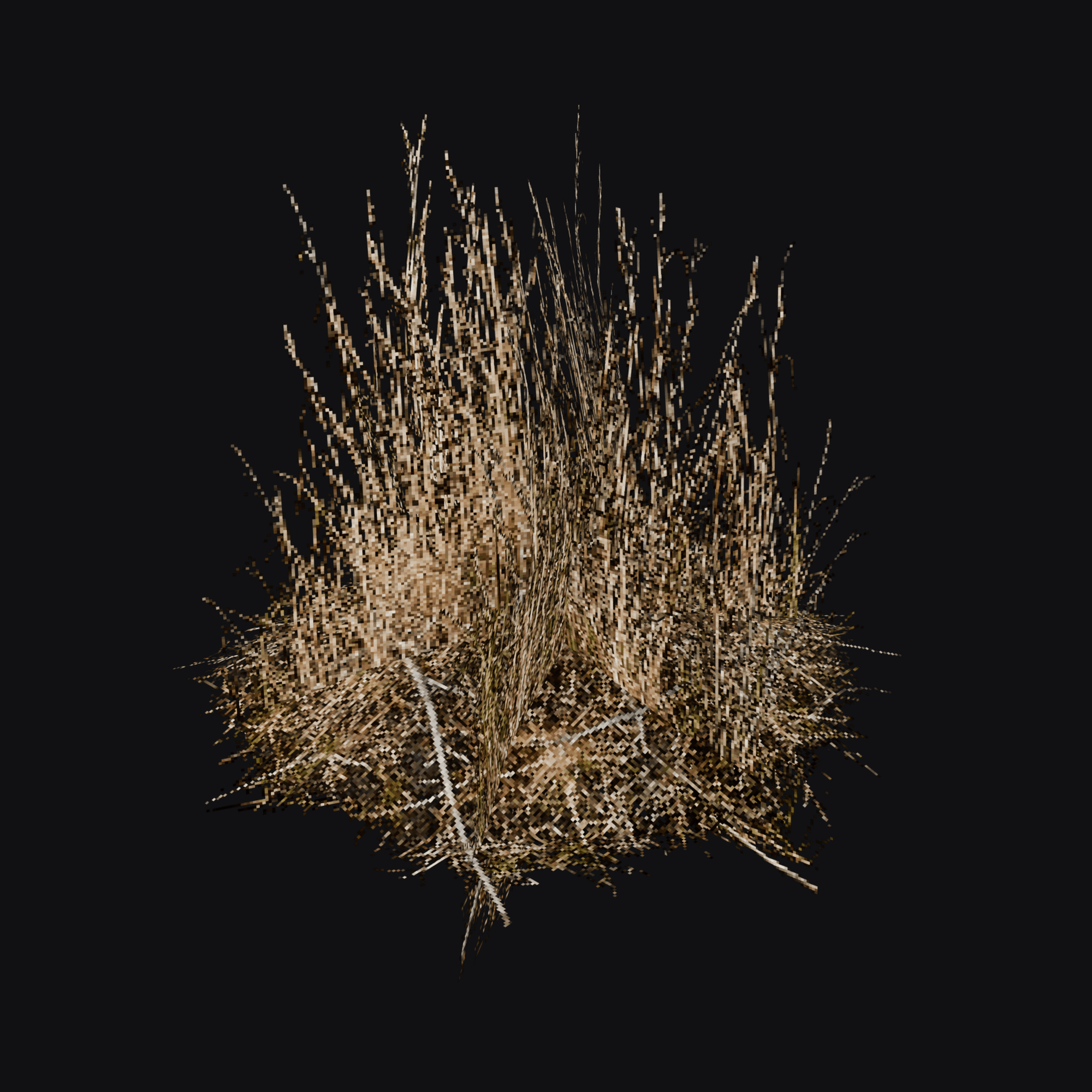 Dry Brome Grass 01