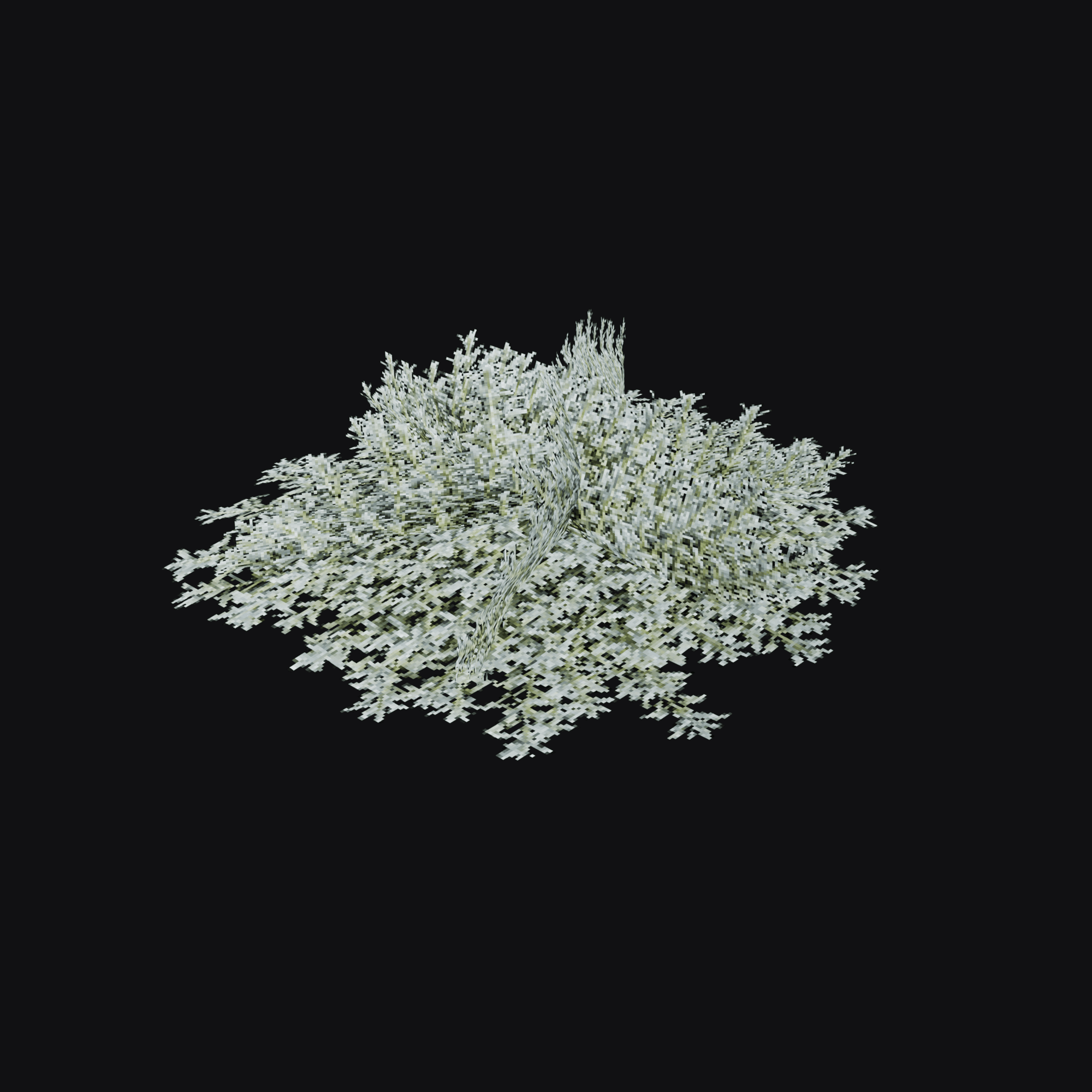 Dusty Miller 01