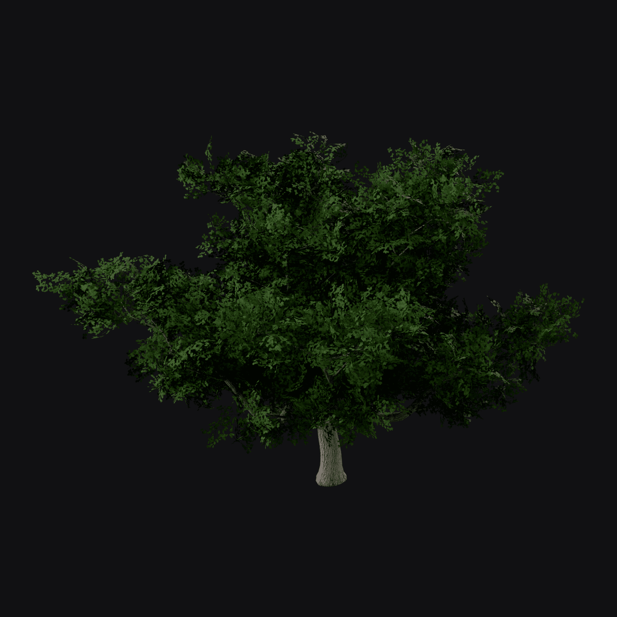 English Oak 01