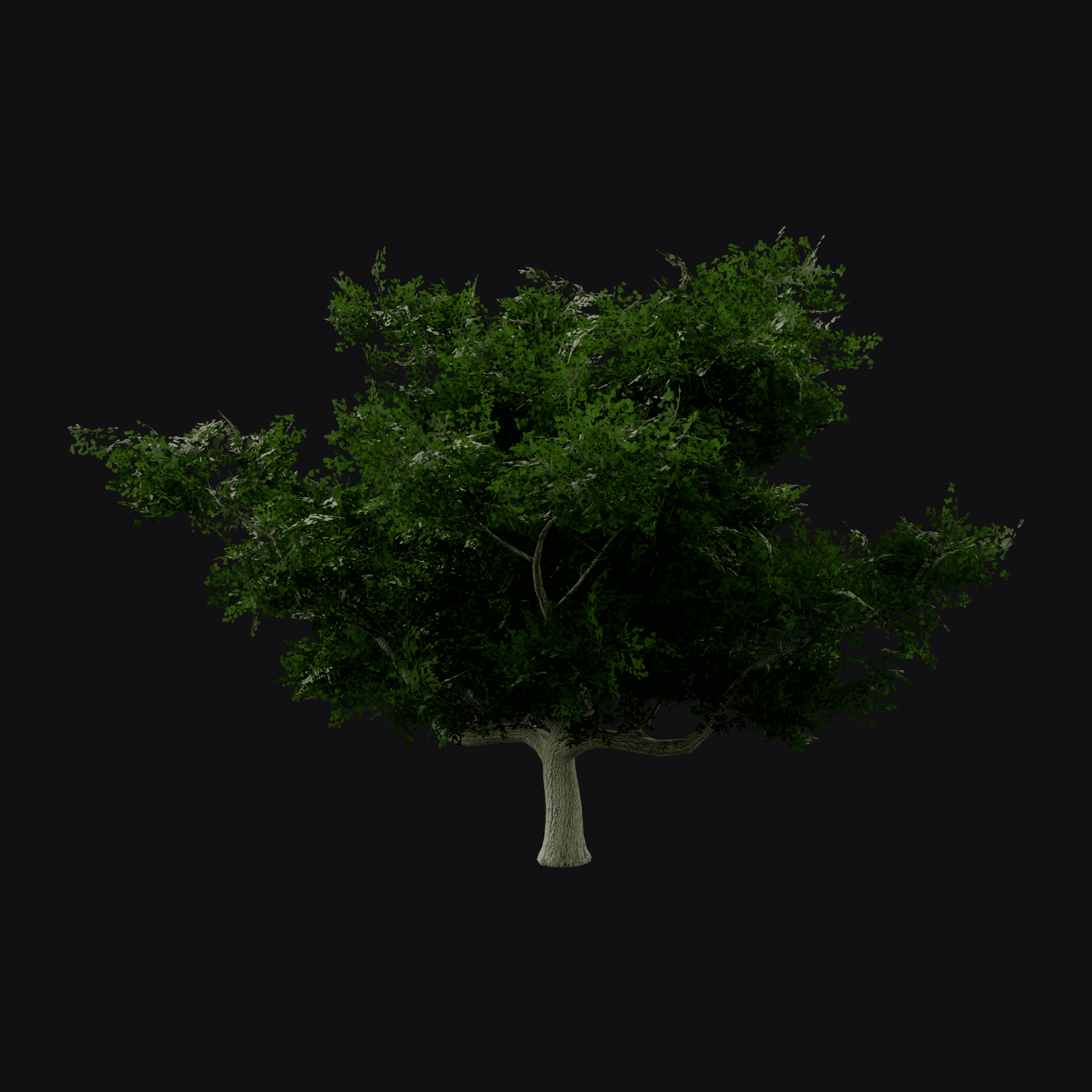English Oak 01, free Blender 3D model render