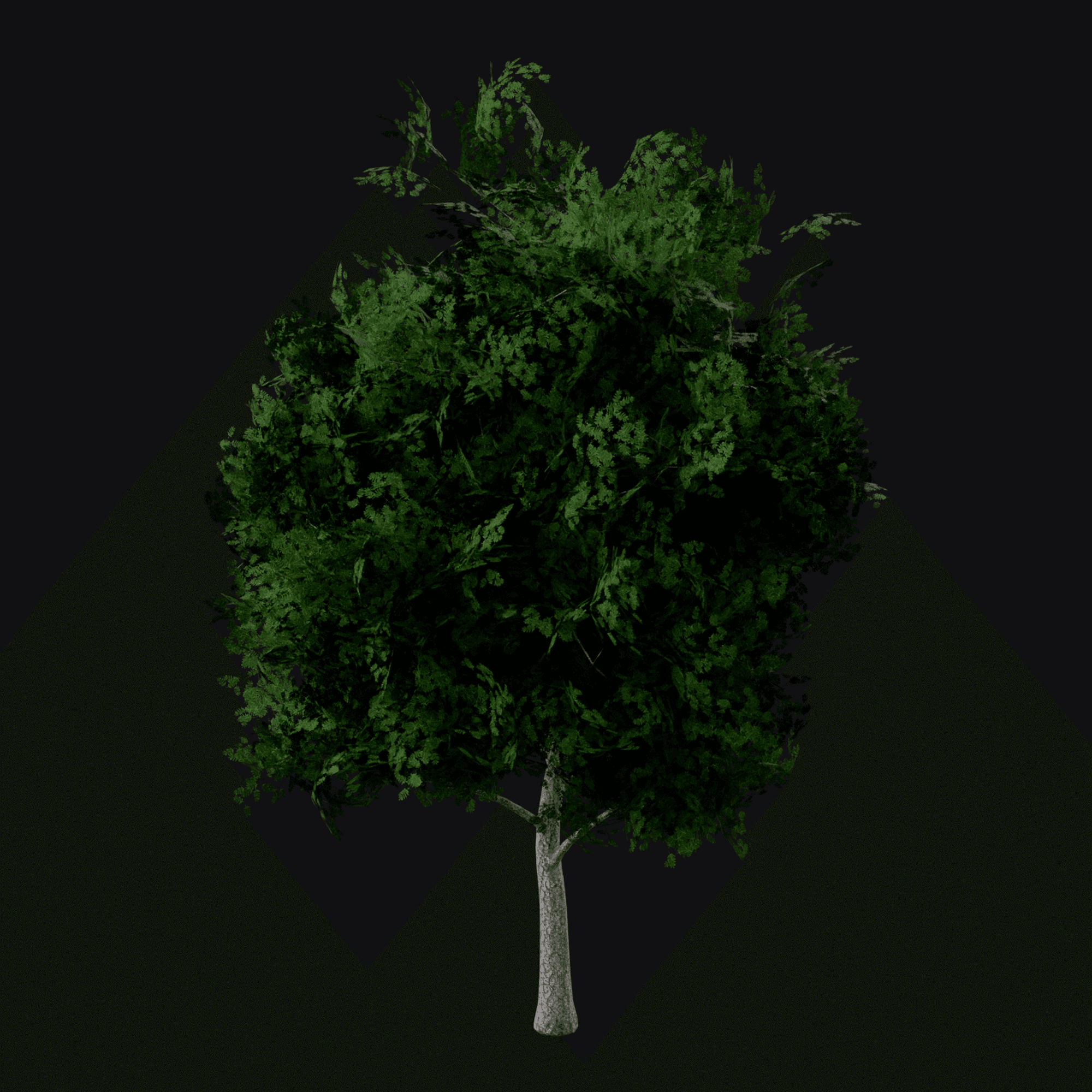 European Ash 01