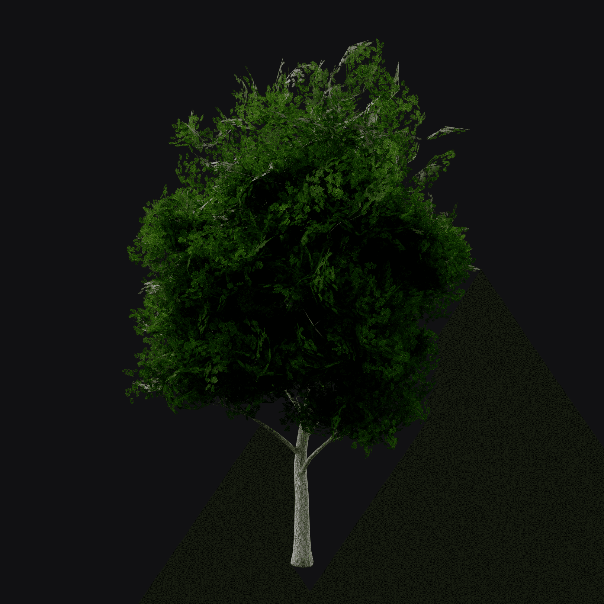 European Ash 01, free Blender 3D model render