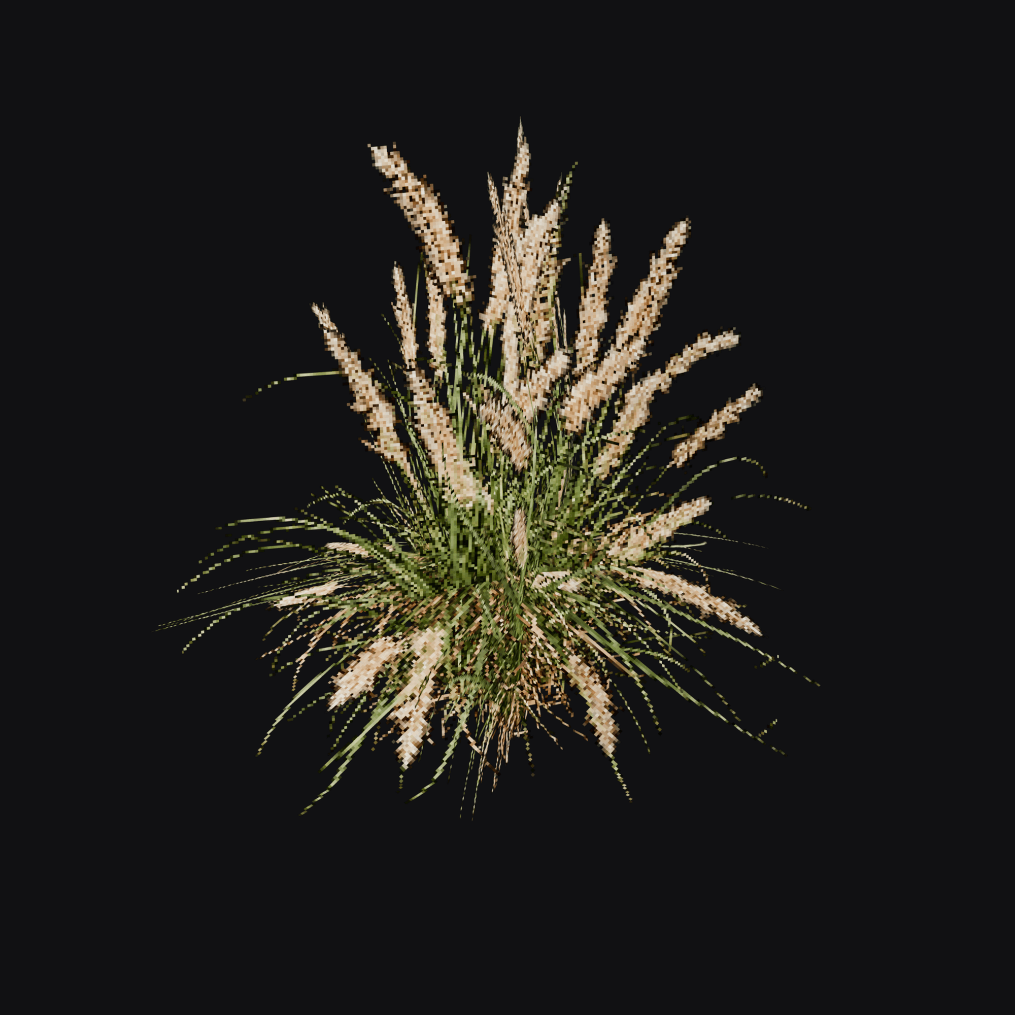 Fountain Grass 01