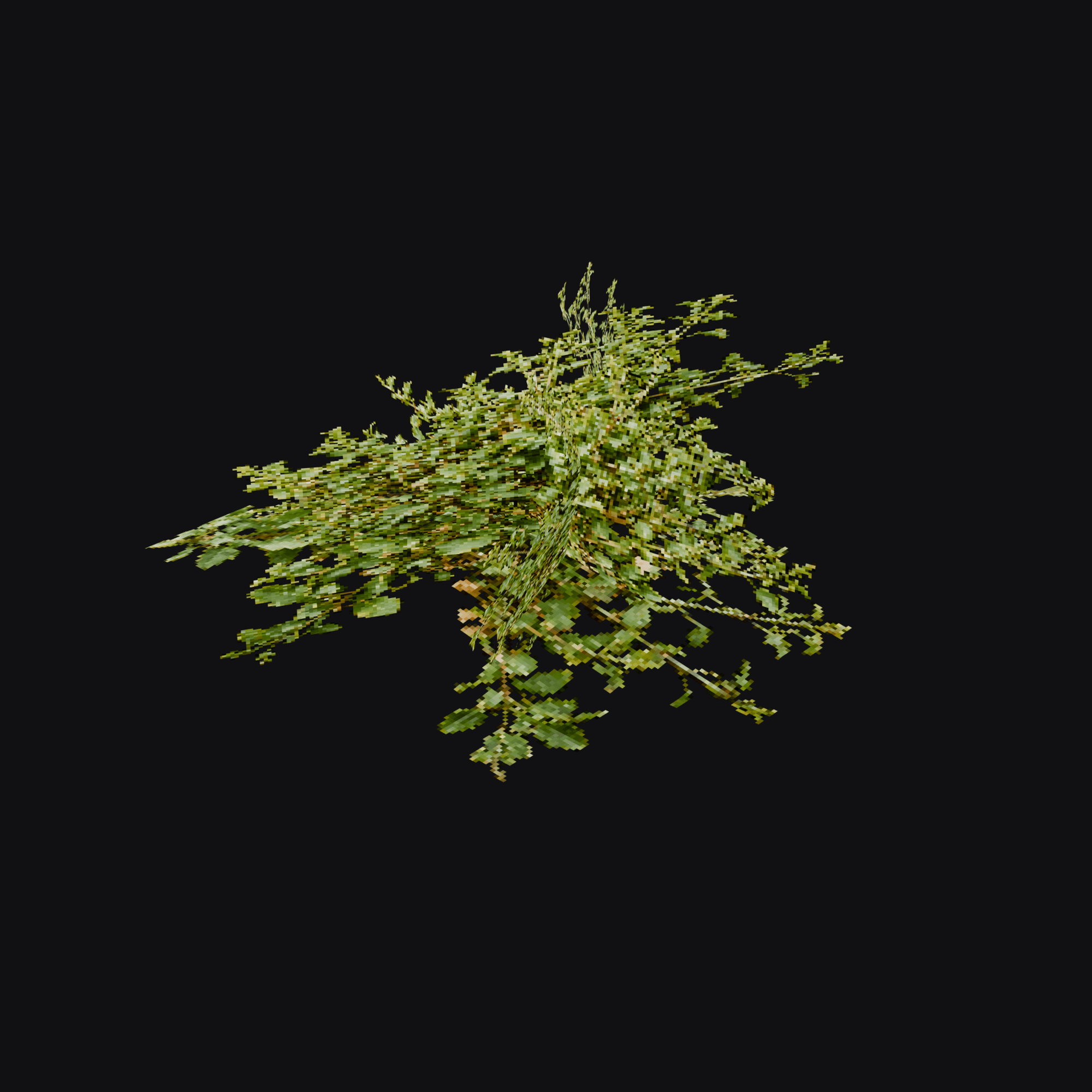 Germander 01