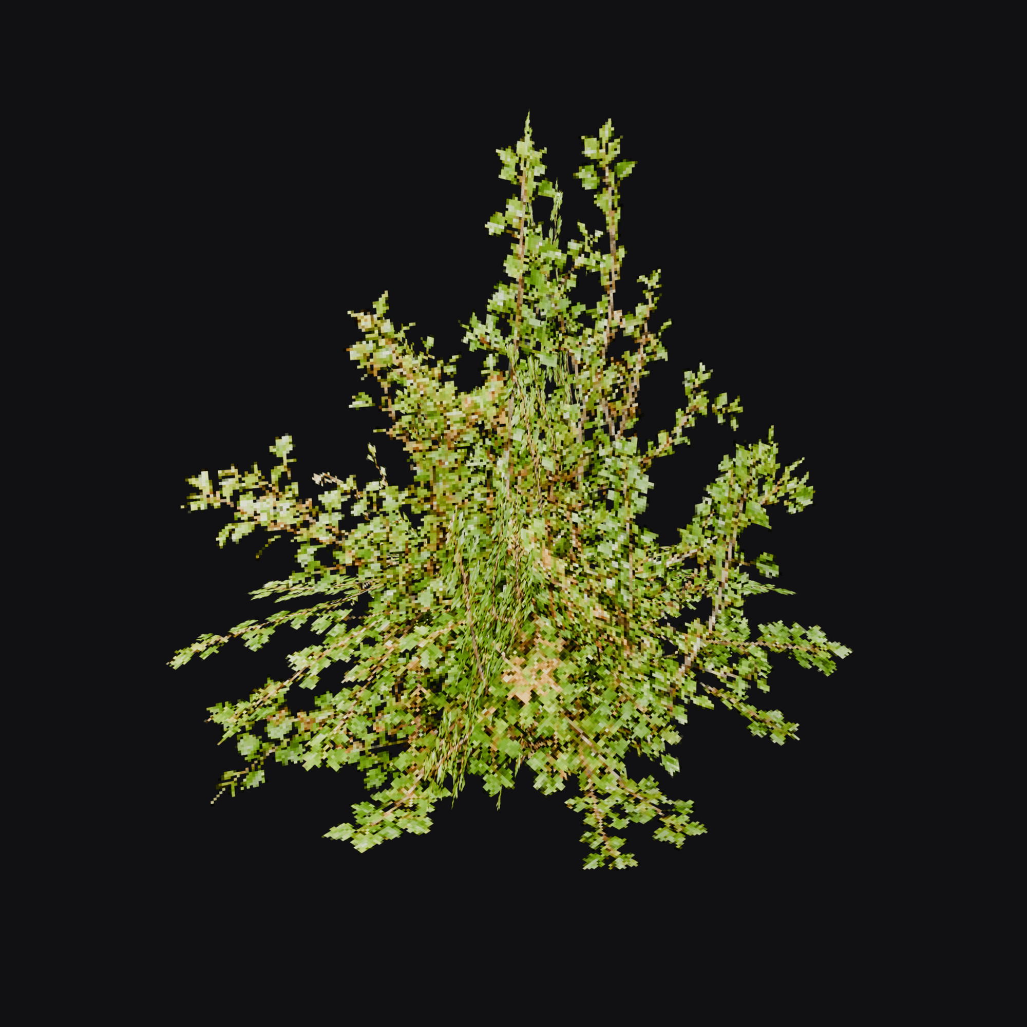 Gooseberry Bush 01