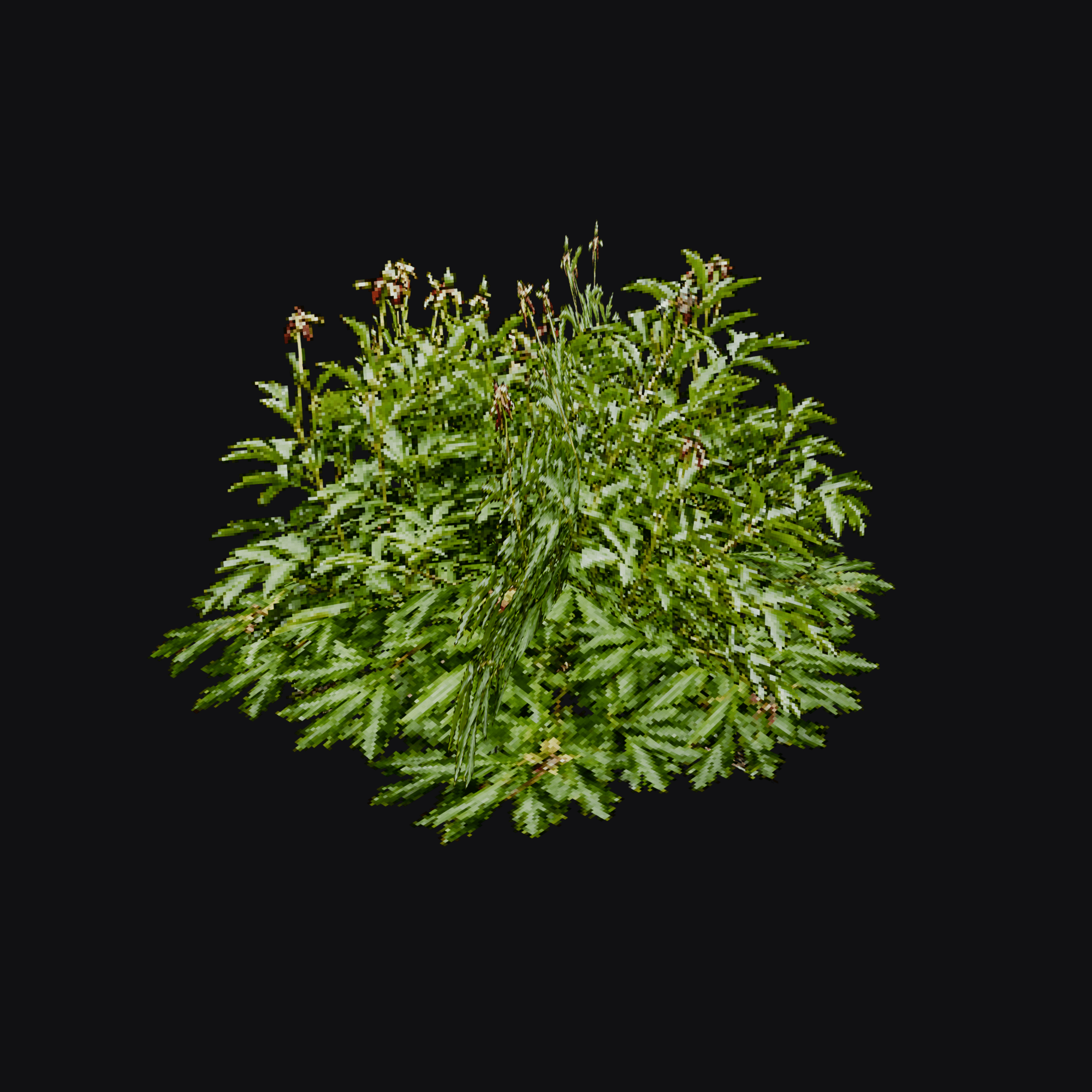 Hellebore 01