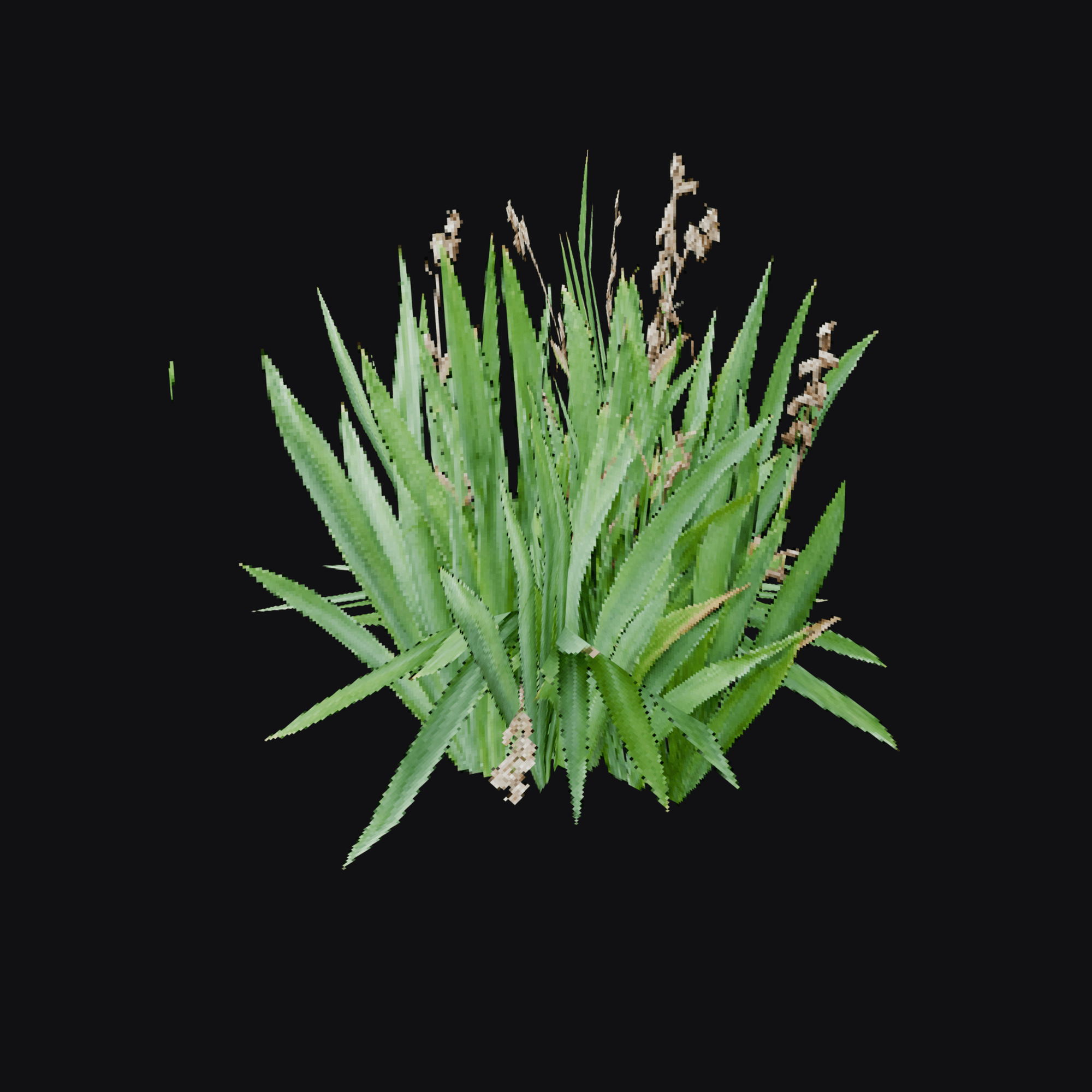 Iris Clump 01