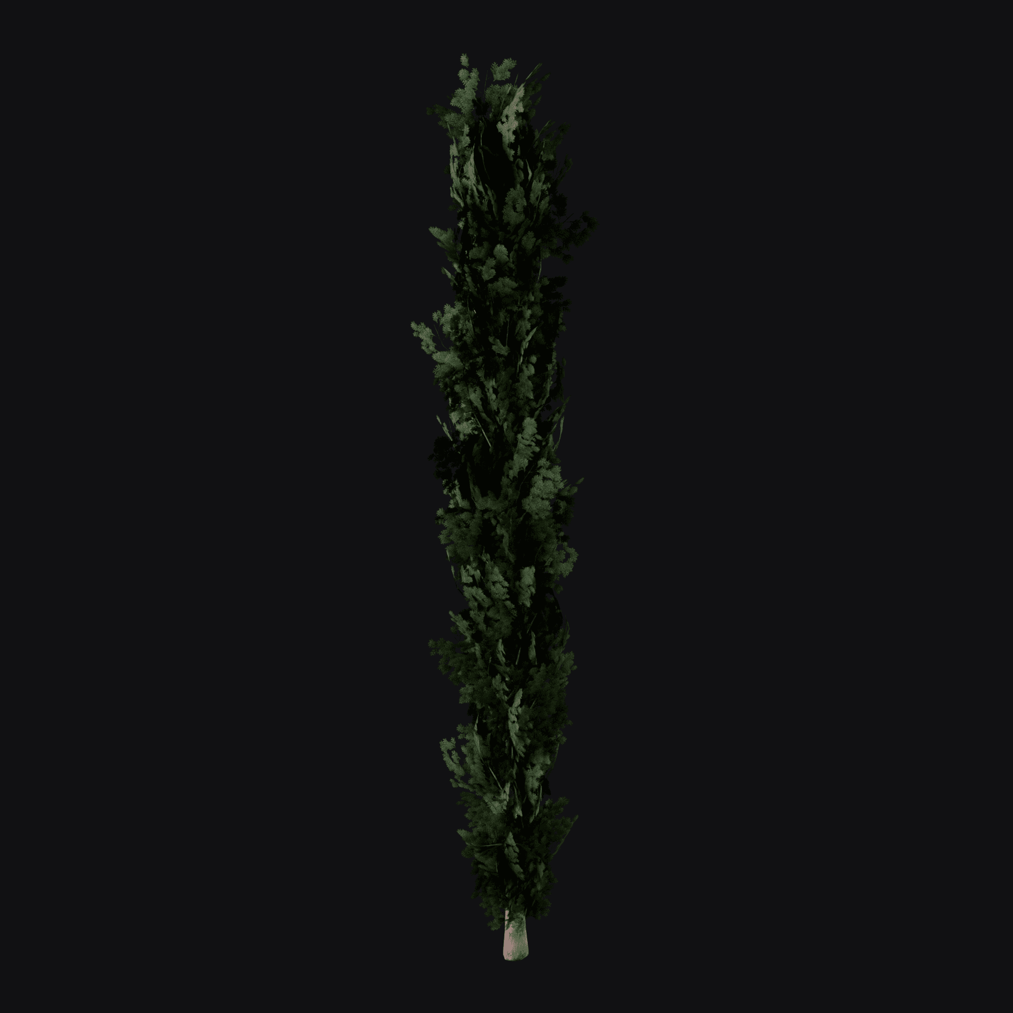 Italian Cypress 01