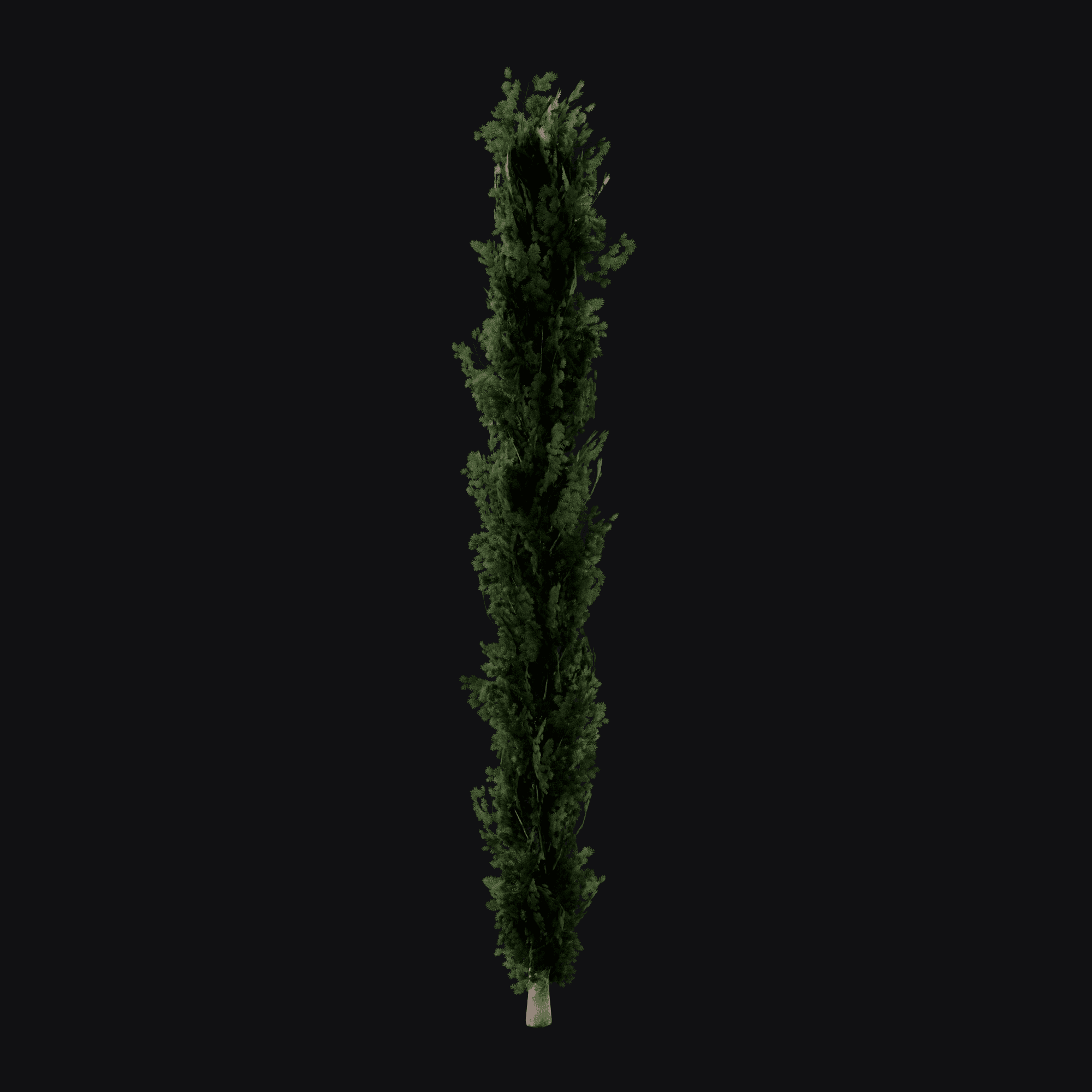 Italian Cypress 01, free Blender 3D model render