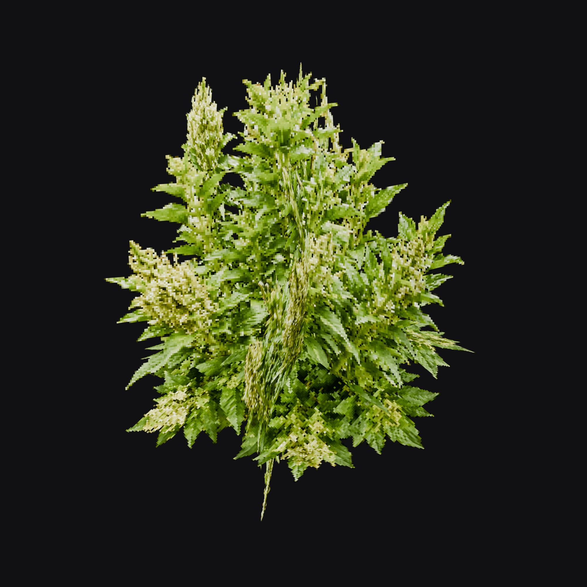 Lambsquarters 01