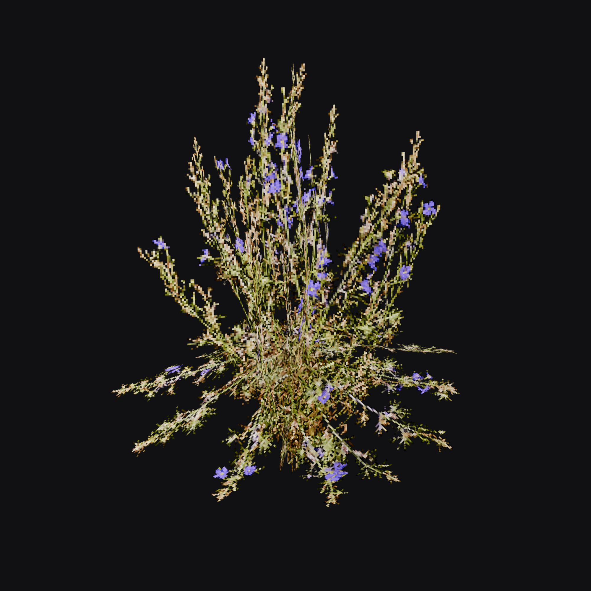 Larkspur 01