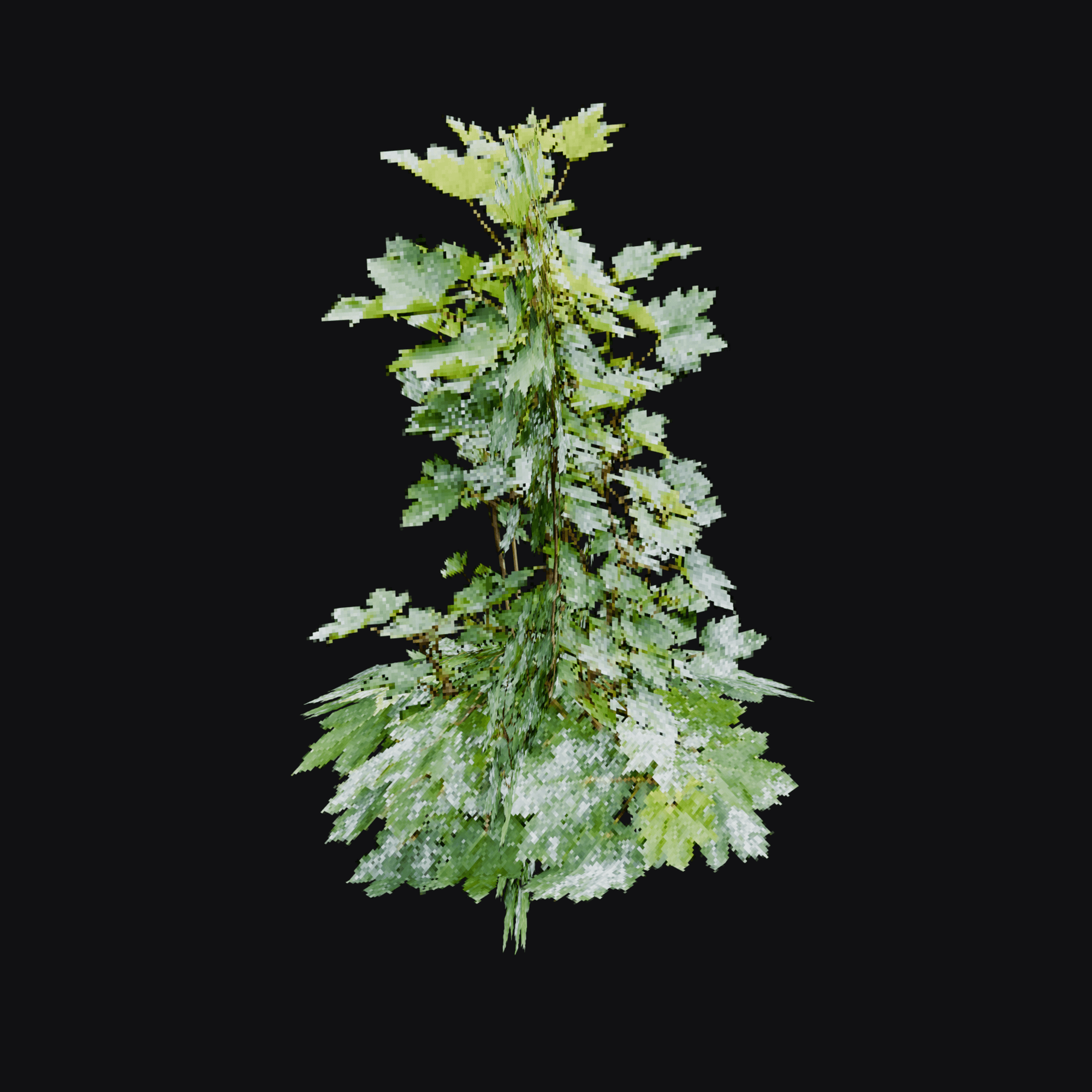 Maple Sapling 01, free Blender 3D model render