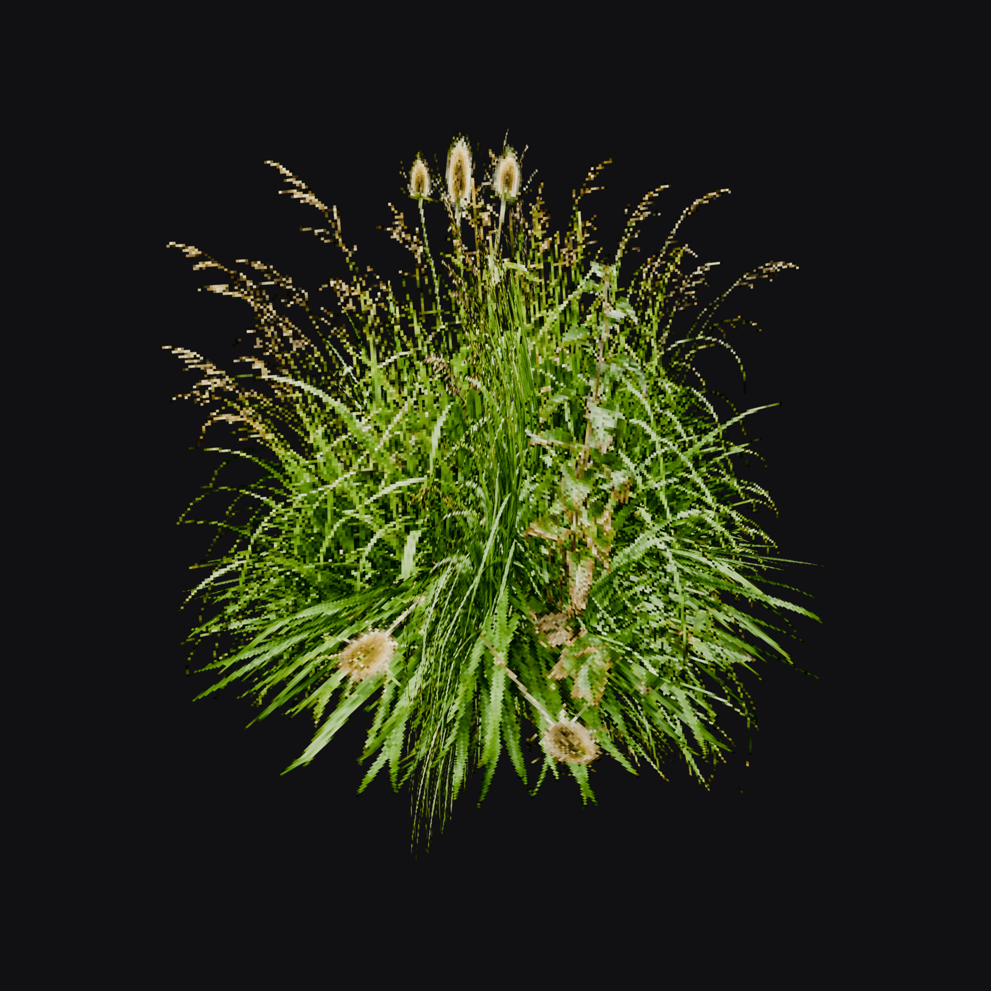 Meadow Grass 01