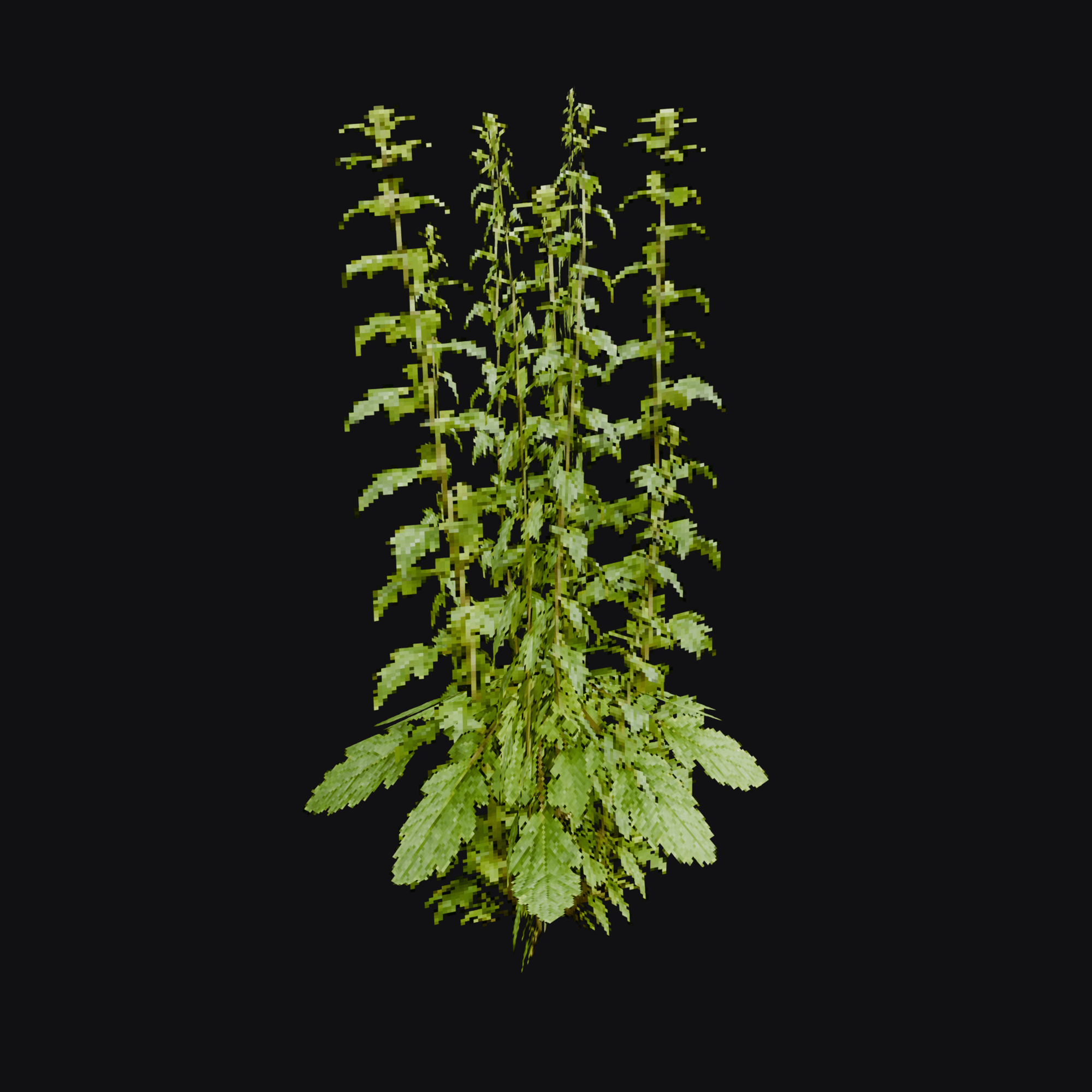 Motherwort 01