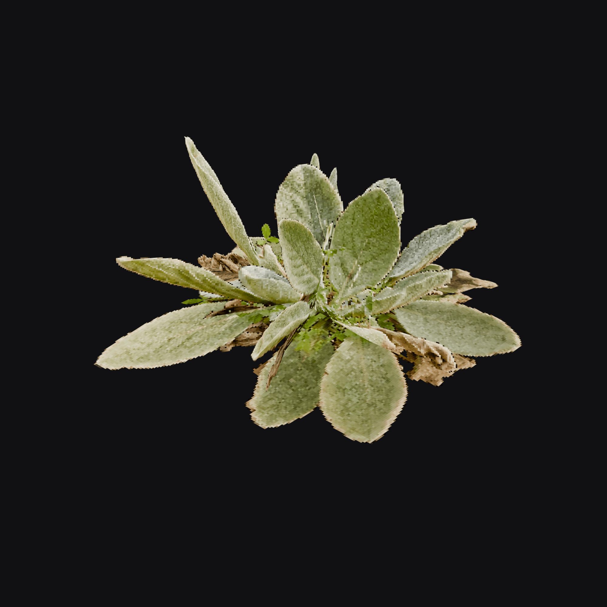 Mullein Rosette 01
