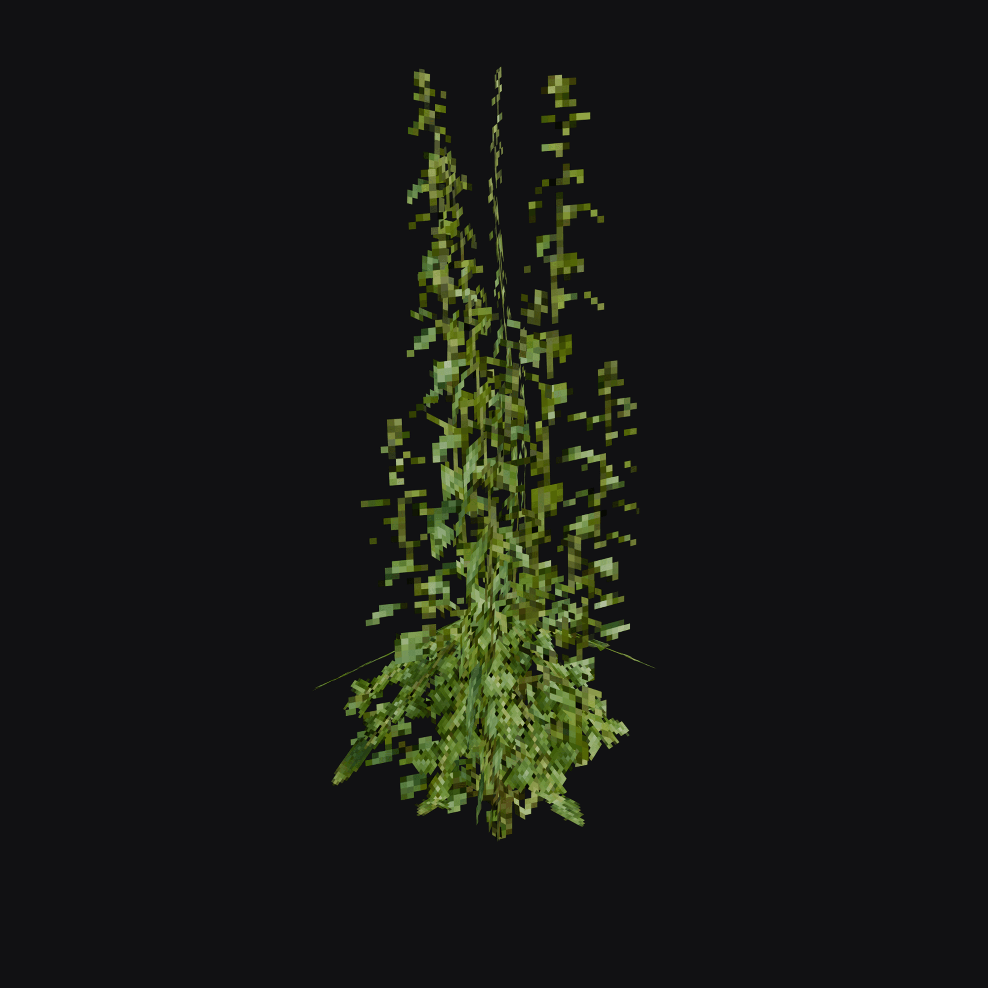 Nettle 01