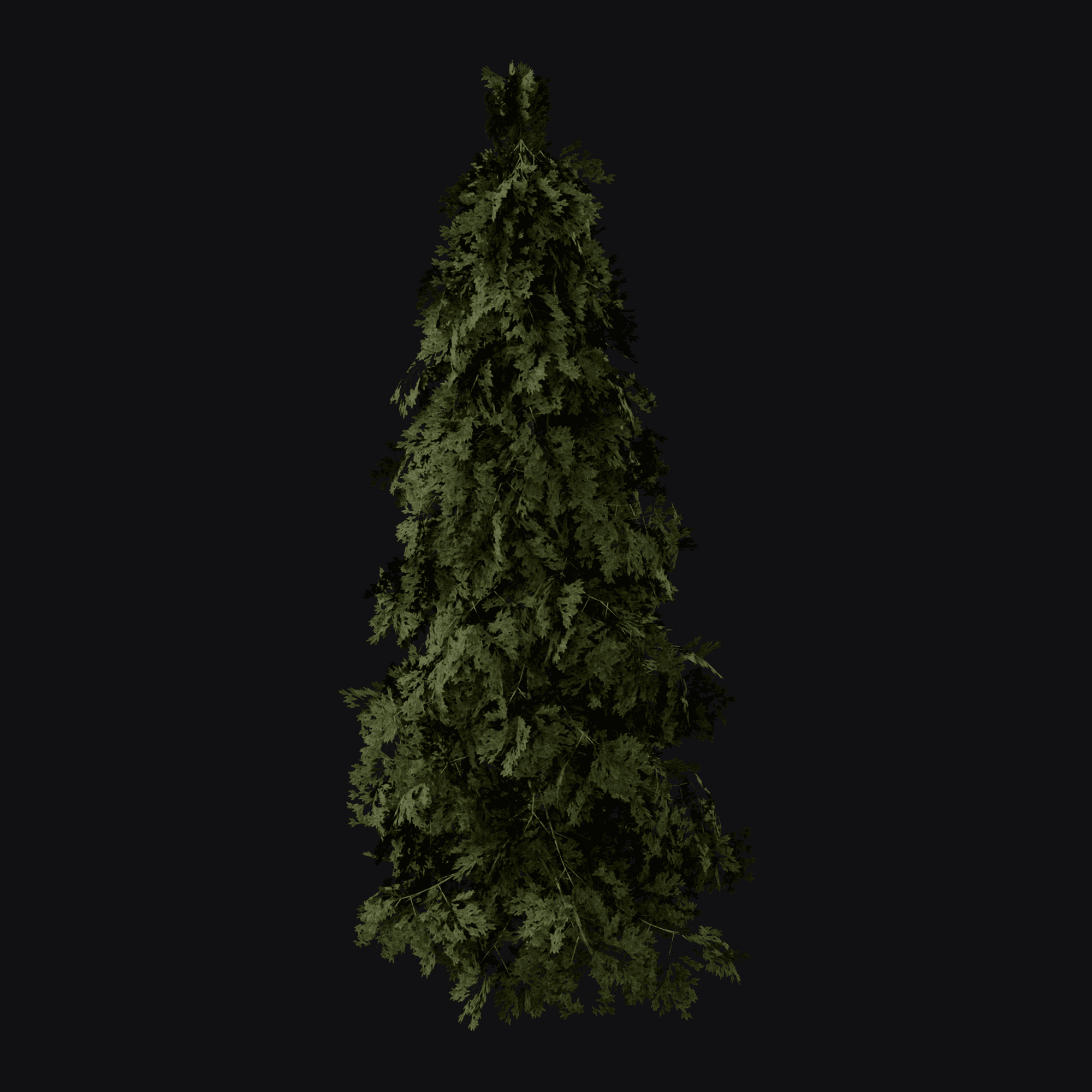 Norway Spruce 01