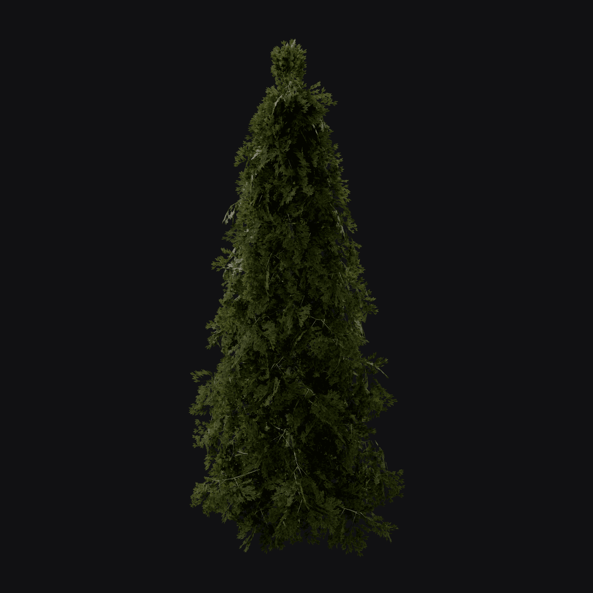 Norway Spruce 01, free Blender 3D model render