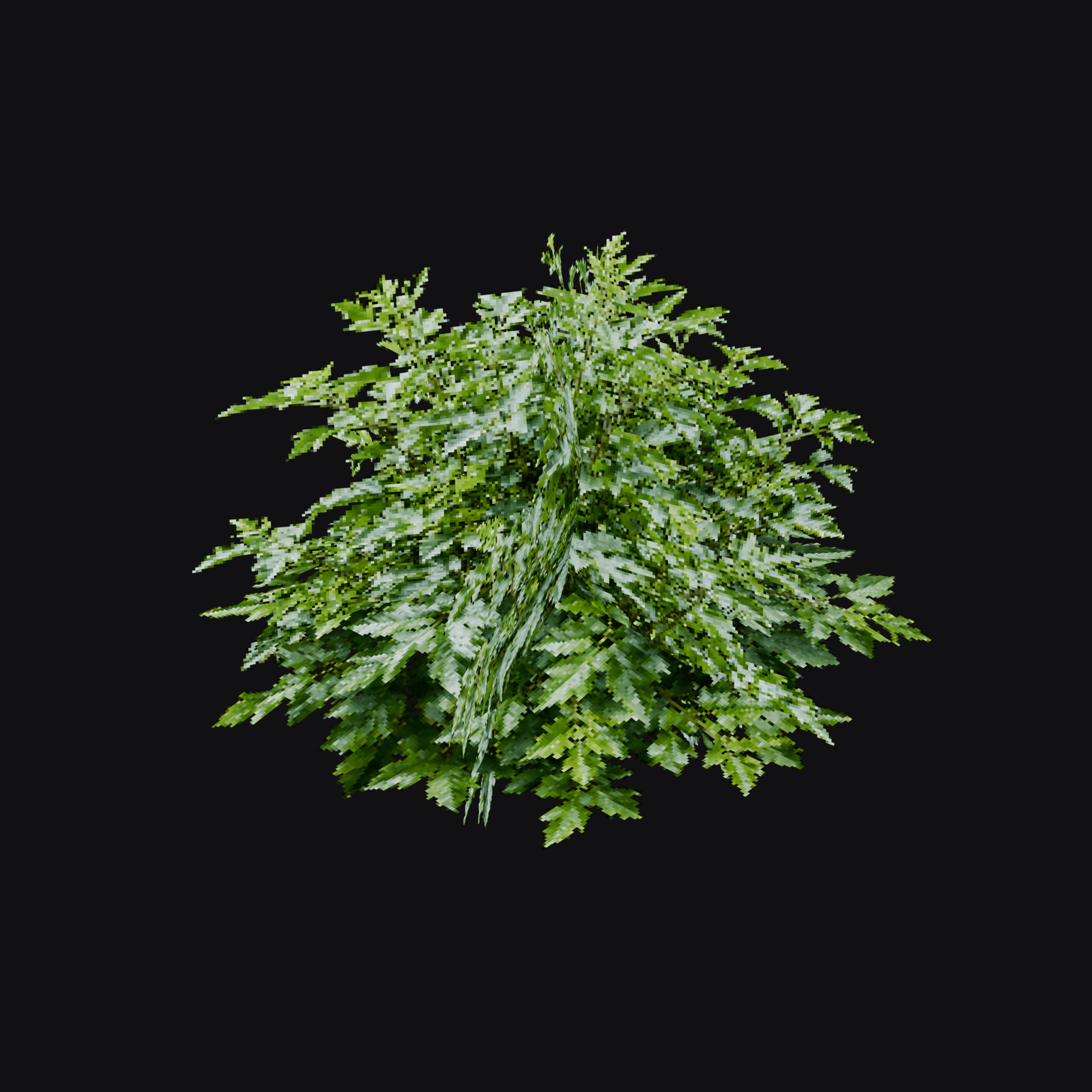 Oregon Grape Shrub 01