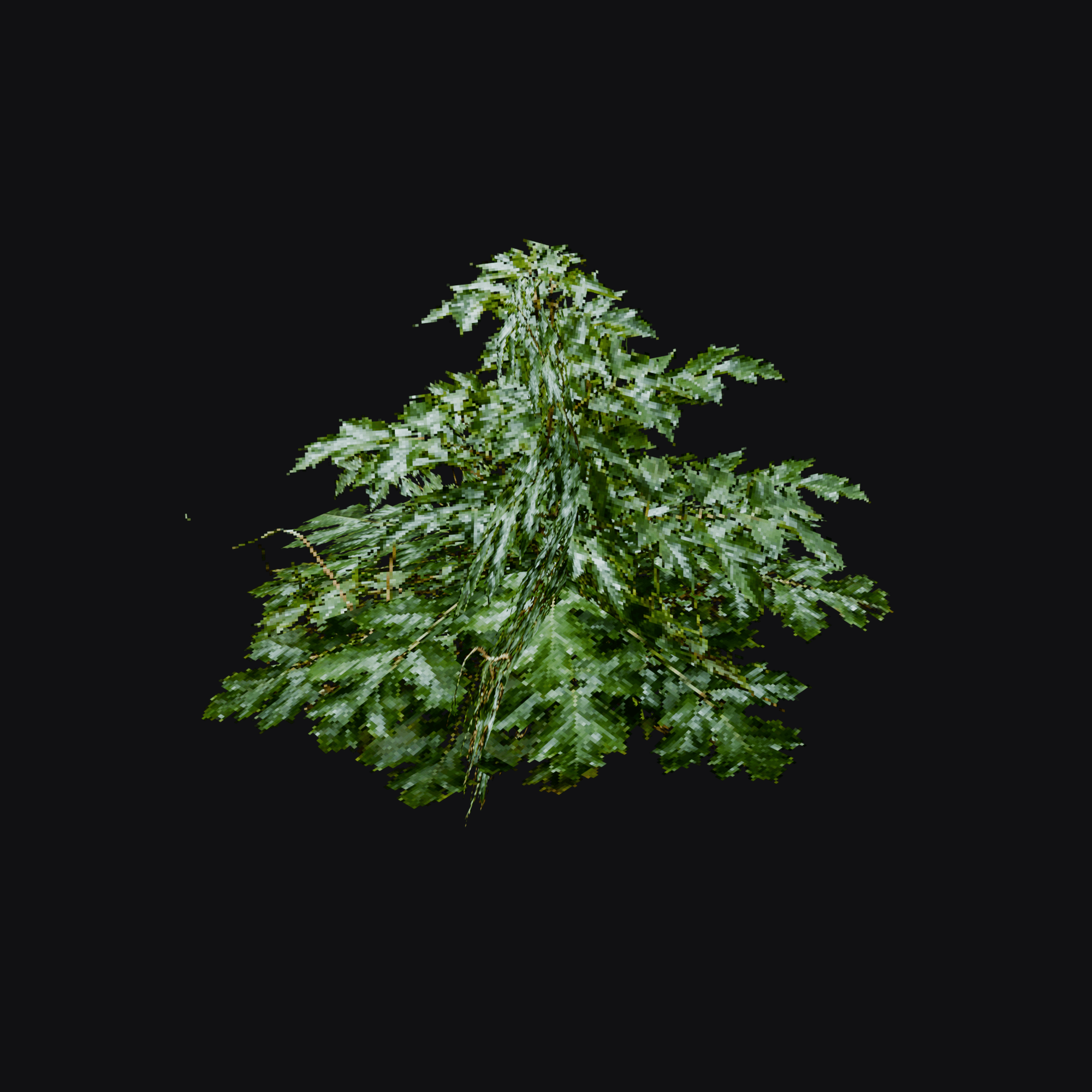 Osmanthus Shrub 01