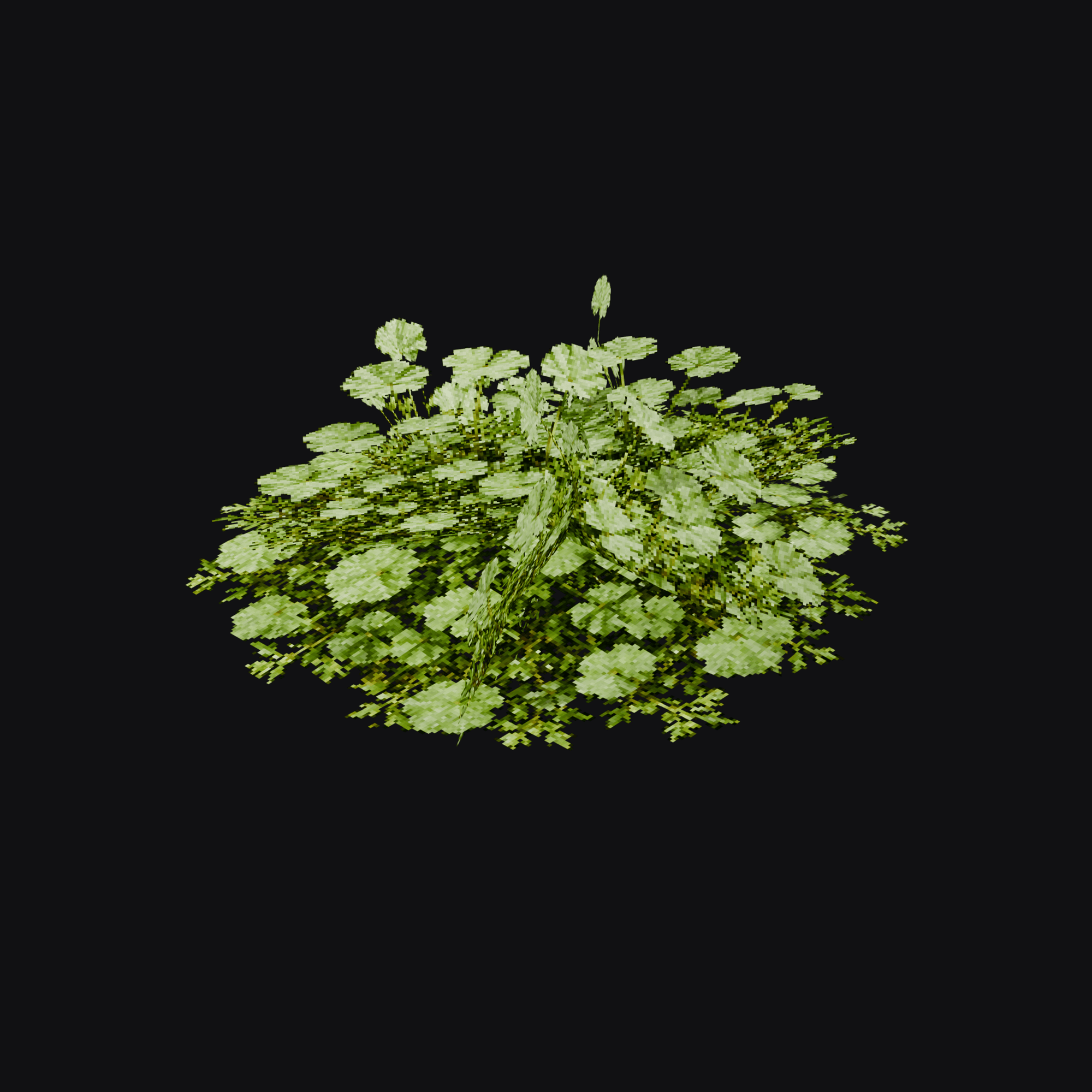 Pennywort 01