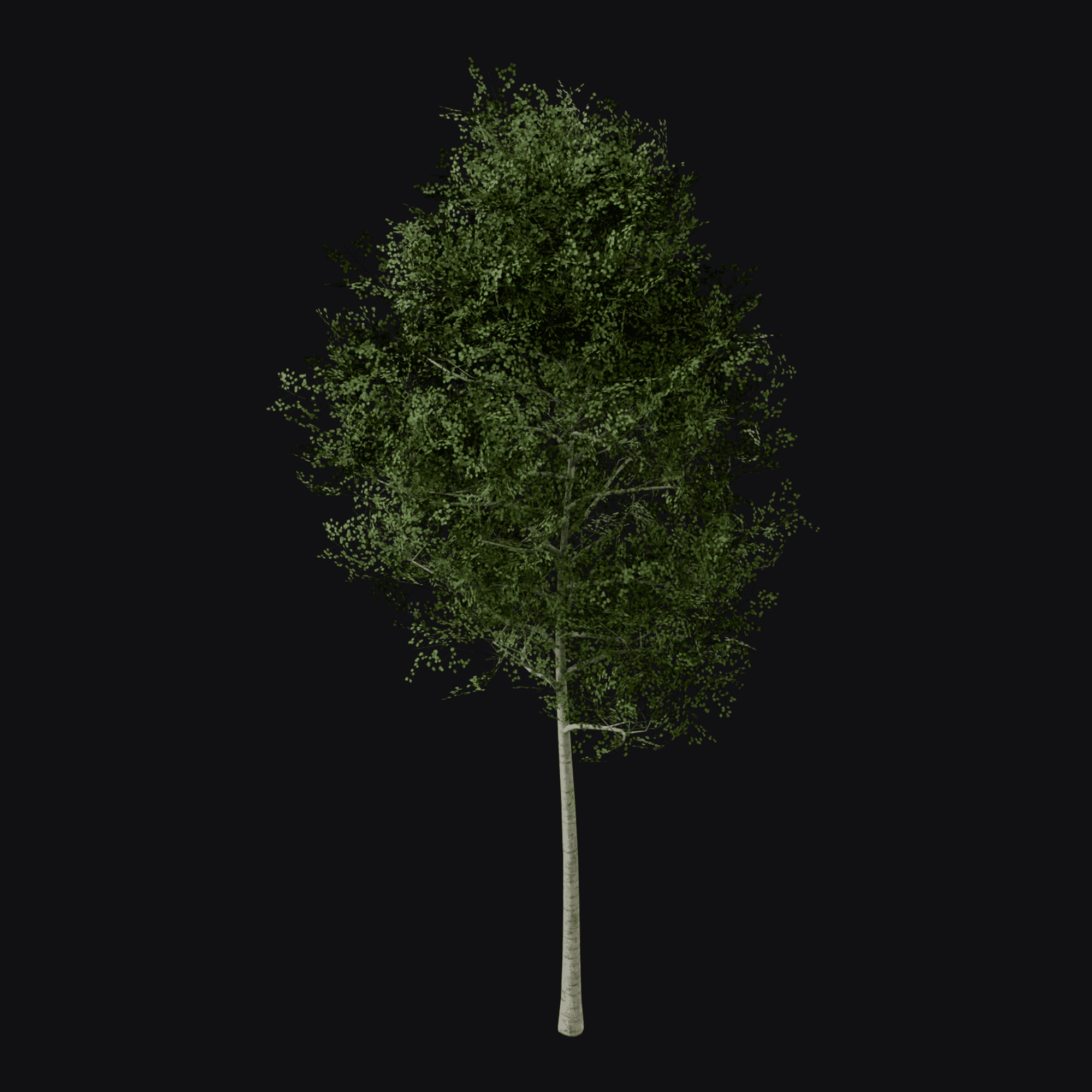 Quaking Aspen 01