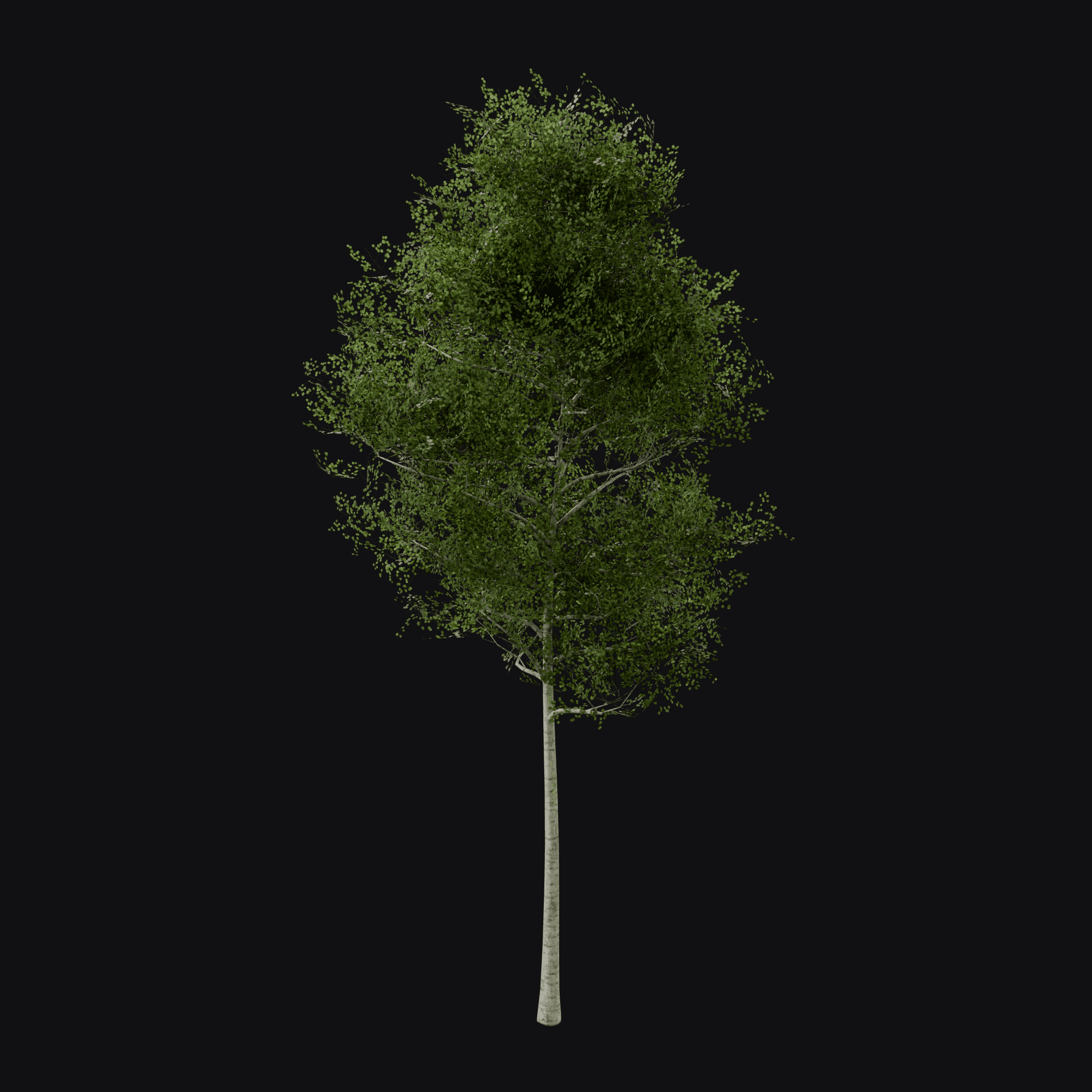 Quaking Aspen 01, free Blender 3D model render