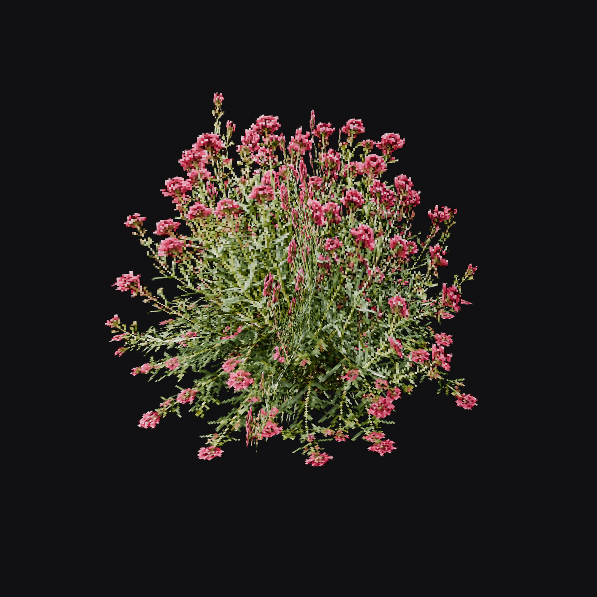 Red Valerian 01