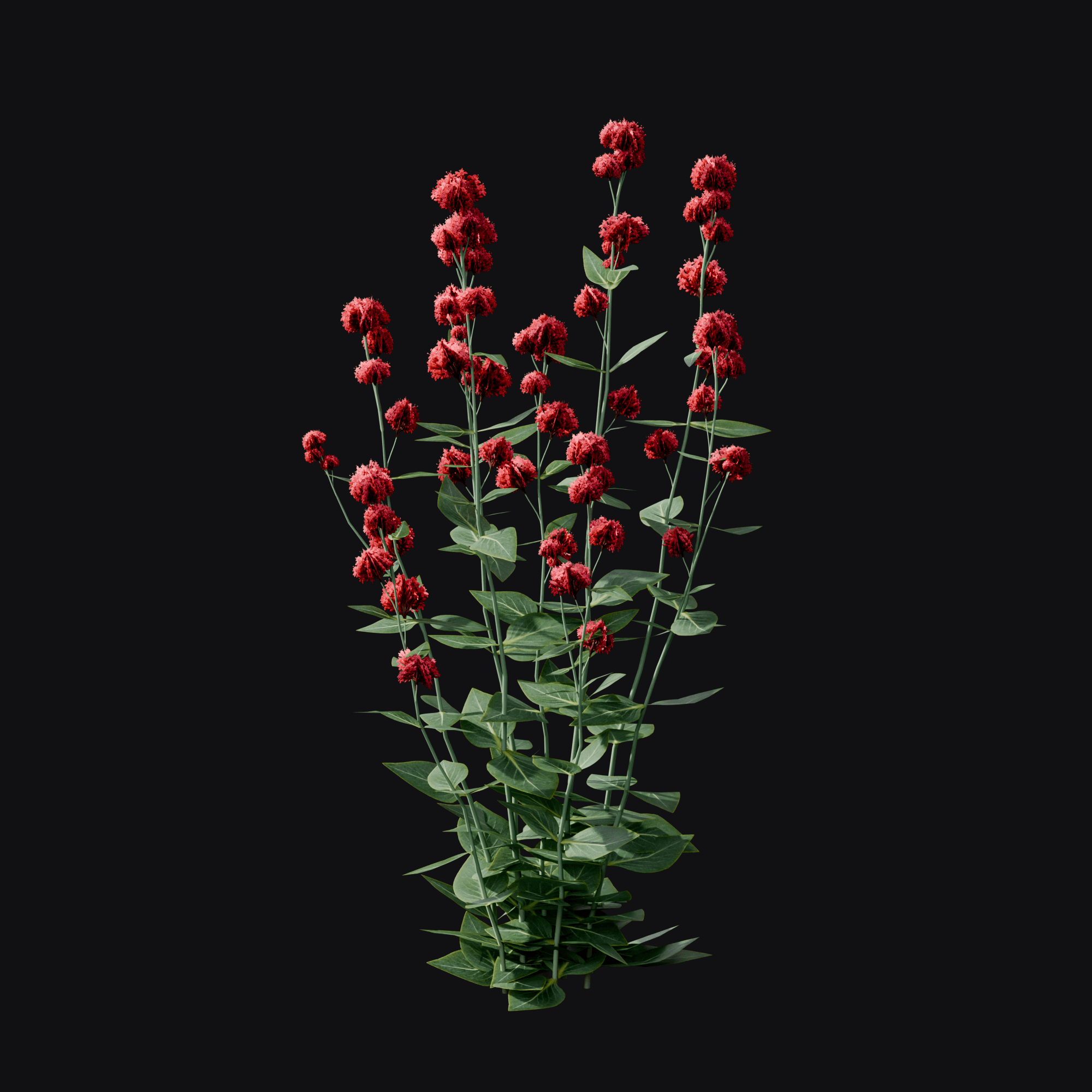 Red Valerian (Centranthus ruber), free Blender 3D model render