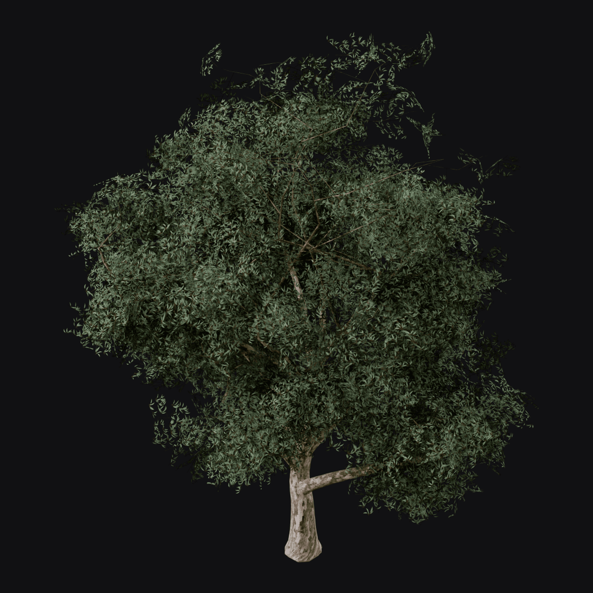 River Red Gum 01