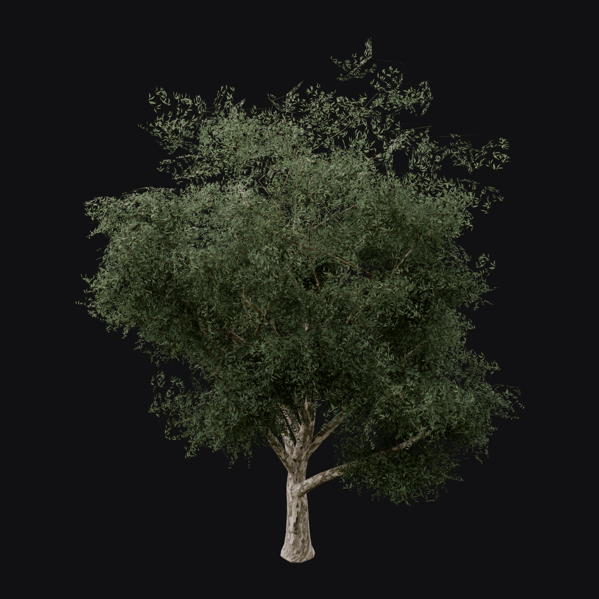 River Red Gum 01, free Blender 3D model render