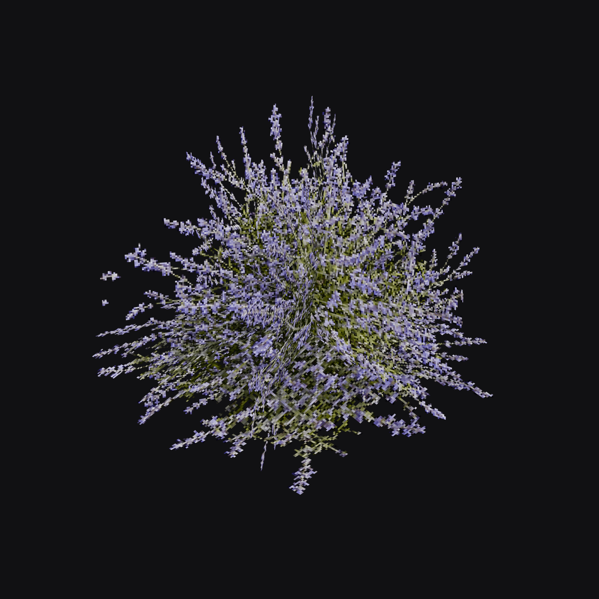 Russian Sage 01