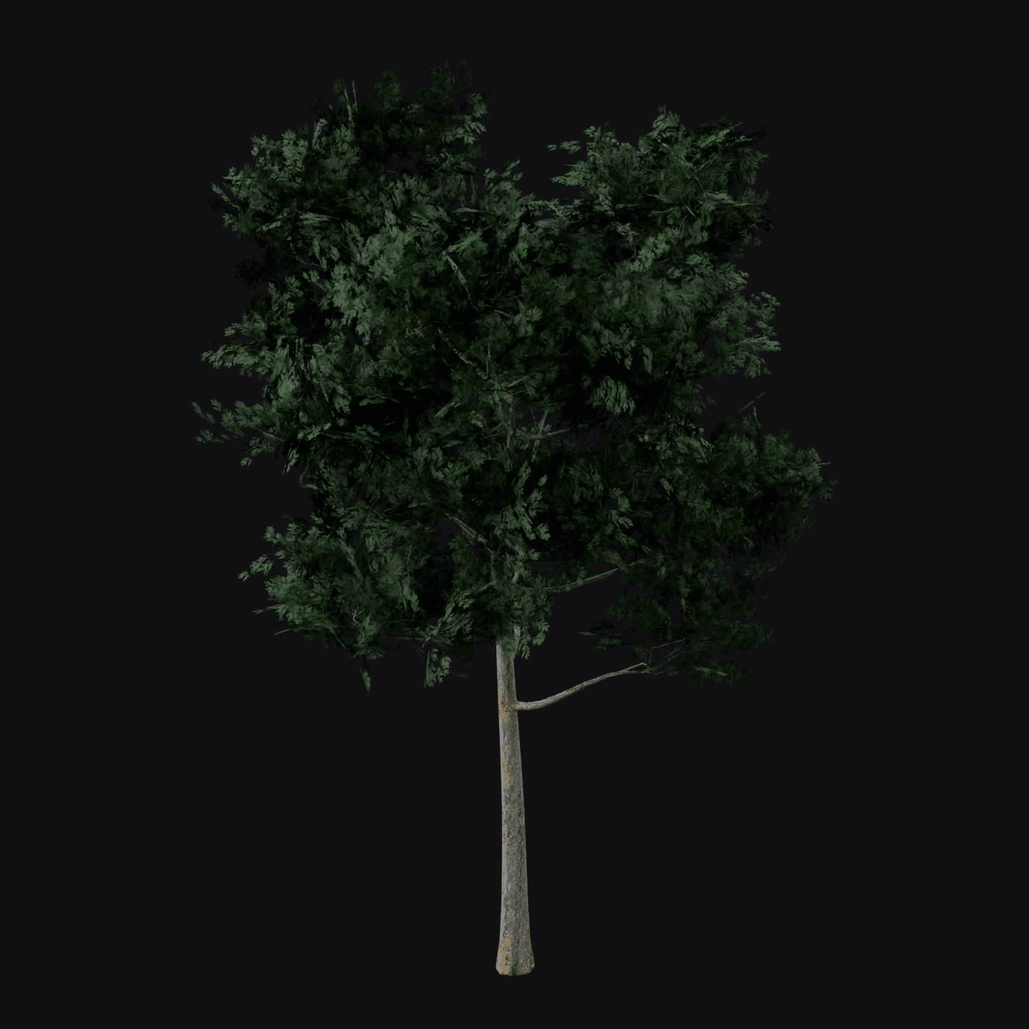 Scots Pine 01