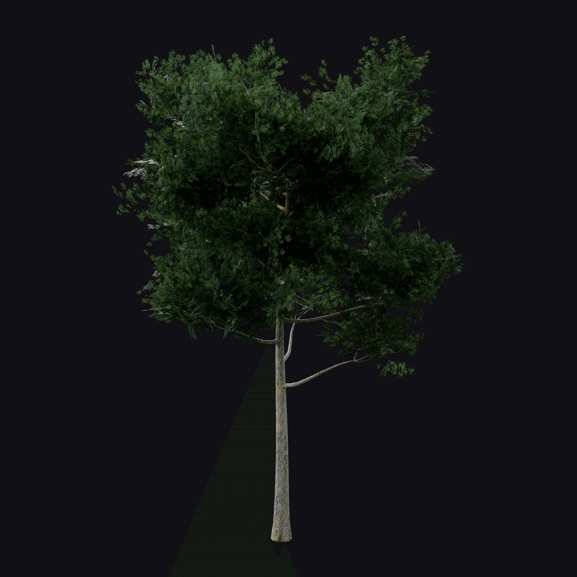 Scots Pine 01, free Blender 3D model render