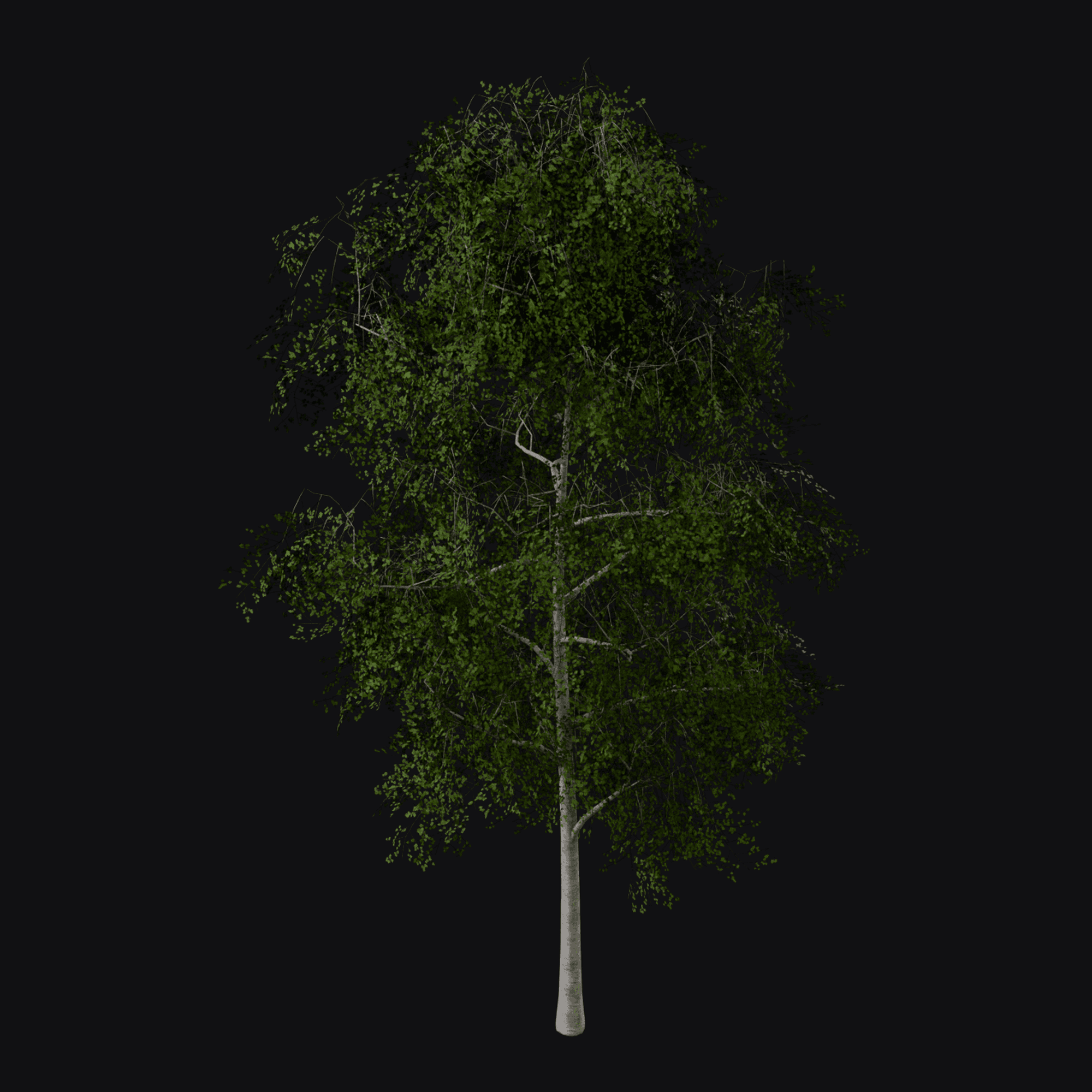 Silver Birch 01