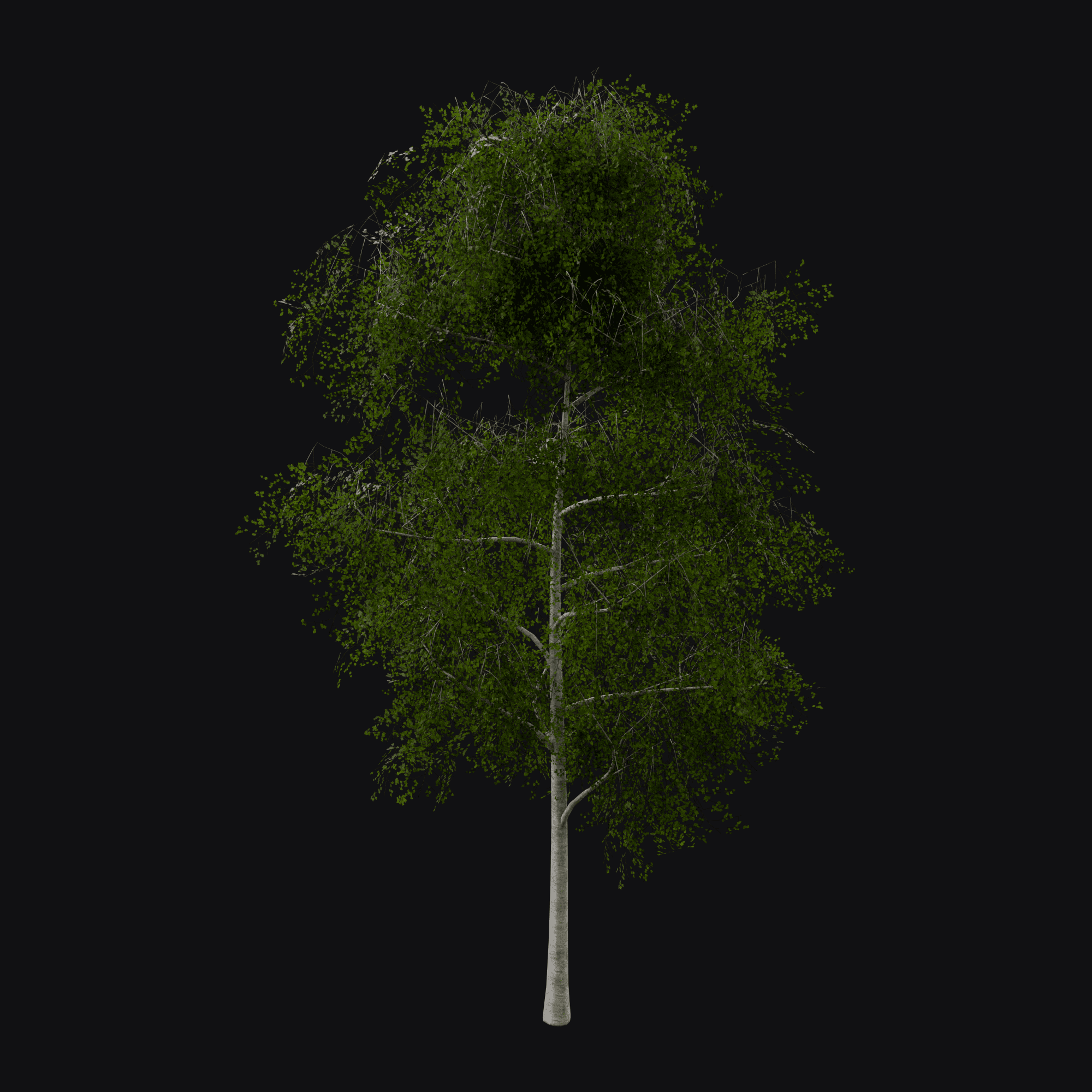 Silver Birch 01, free Blender 3D model render